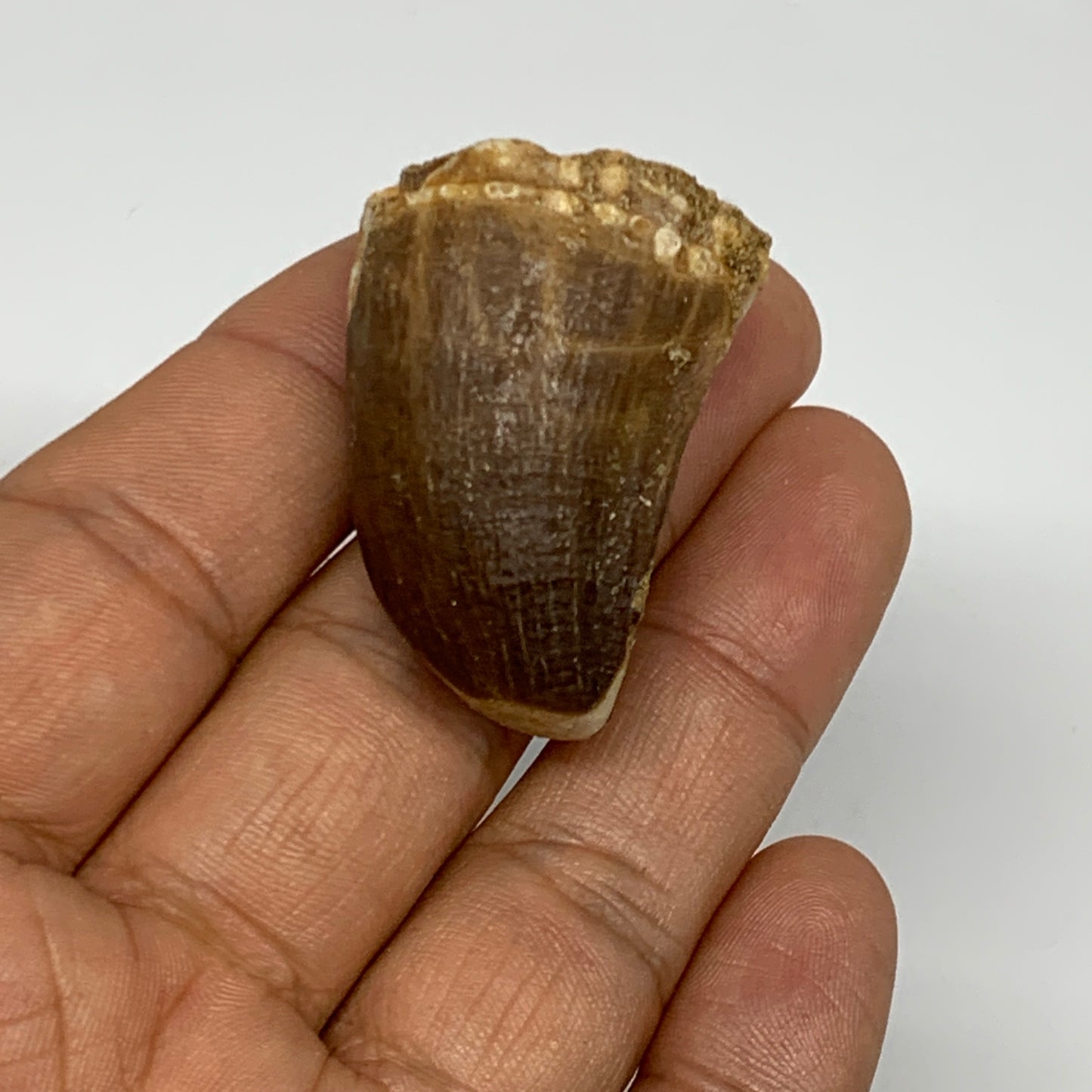 22.1g,1.5"X1.1"x0.9" Fossil Mosasaur Tooth reptiles, Cretaceous @Morocco, B23829