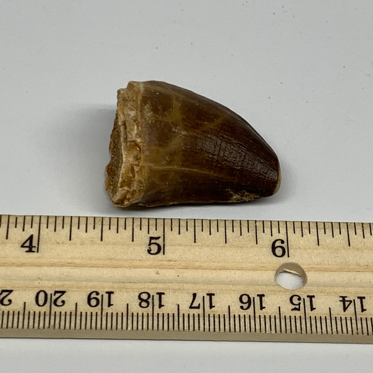 22.1g,1.5"X1.1"x0.9" Fossil Mosasaur Tooth reptiles, Cretaceous @Morocco, B23829