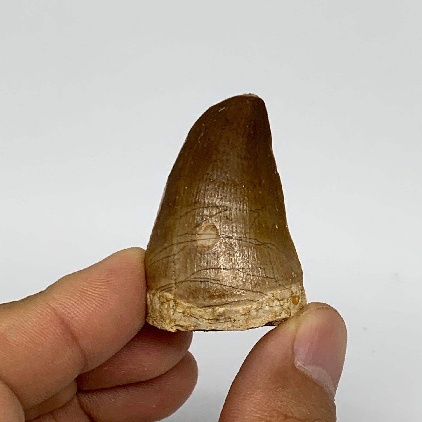 22.8g,1.6"X1.1"x0.9" Fossil Mosasaur Tooth reptiles, Cretaceous @Morocco, B23830