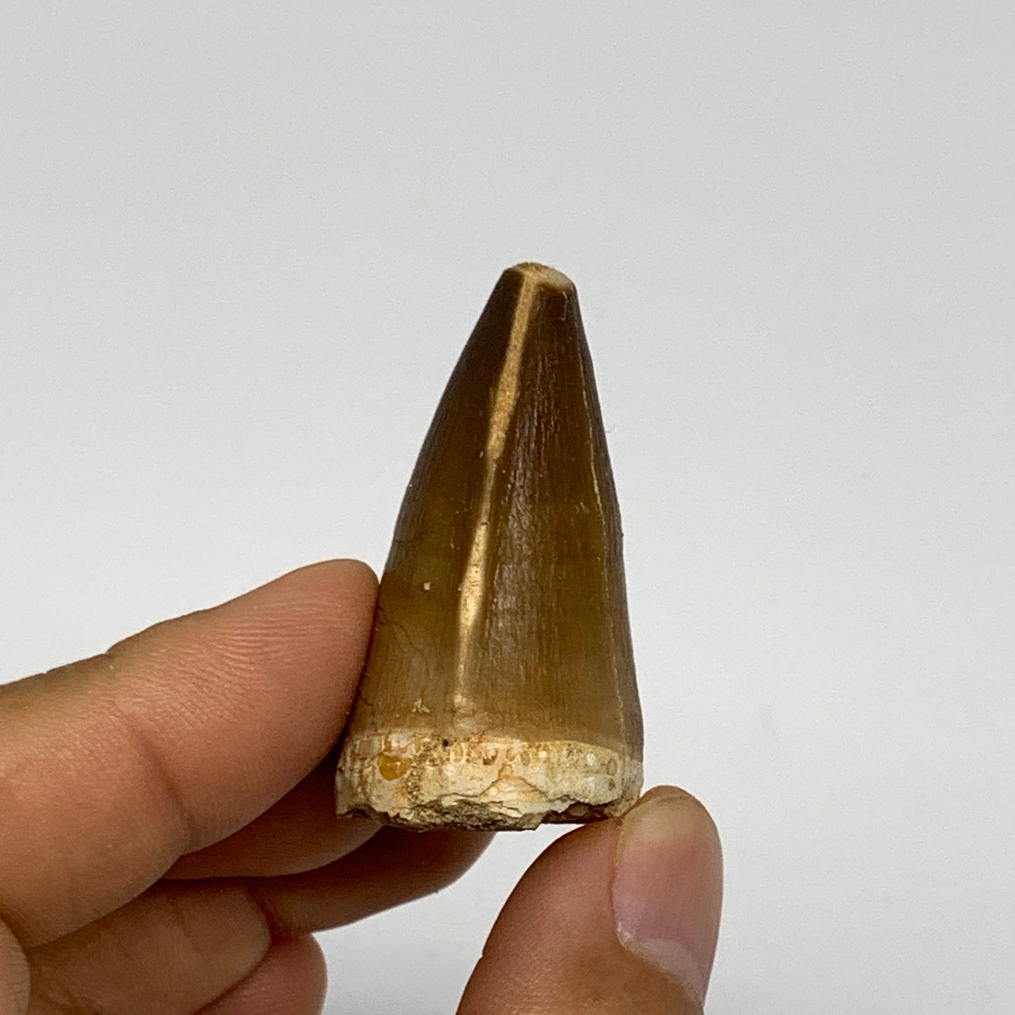 22.8g,1.6"X1.1"x0.9" Fossil Mosasaur Tooth reptiles, Cretaceous @Morocco, B23830