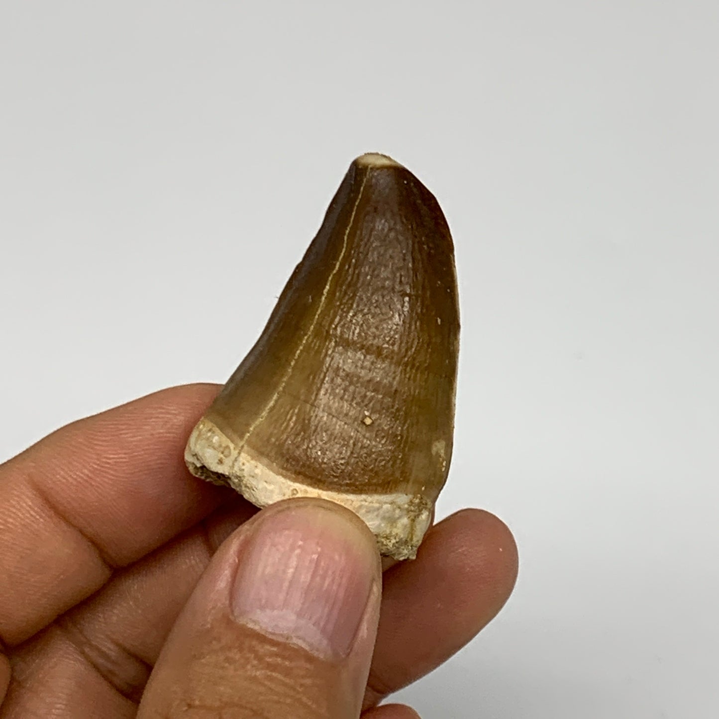 22.8g,1.6"X1.1"x0.9" Fossil Mosasaur Tooth reptiles, Cretaceous @Morocco, B23830