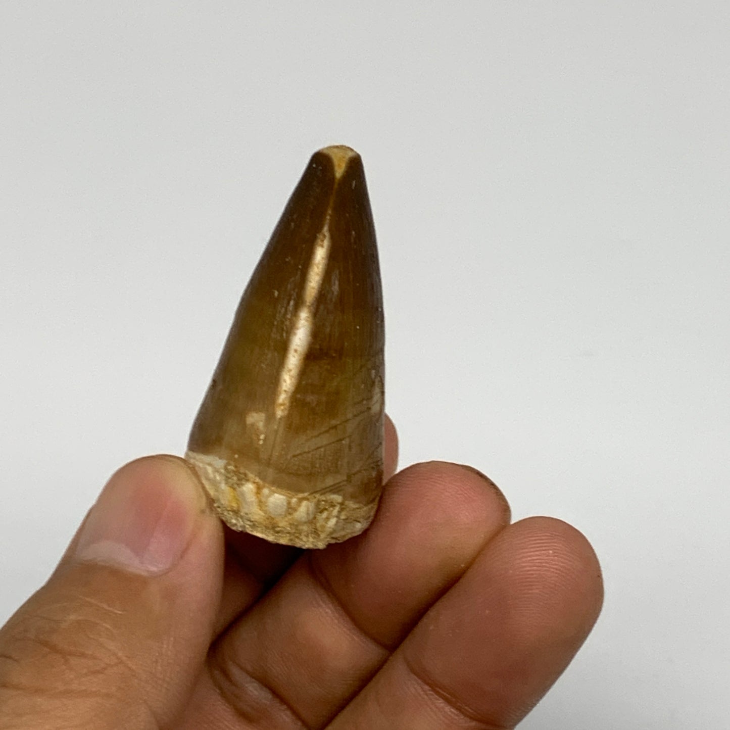 22.8g,1.6"X1.1"x0.9" Fossil Mosasaur Tooth reptiles, Cretaceous @Morocco, B23830