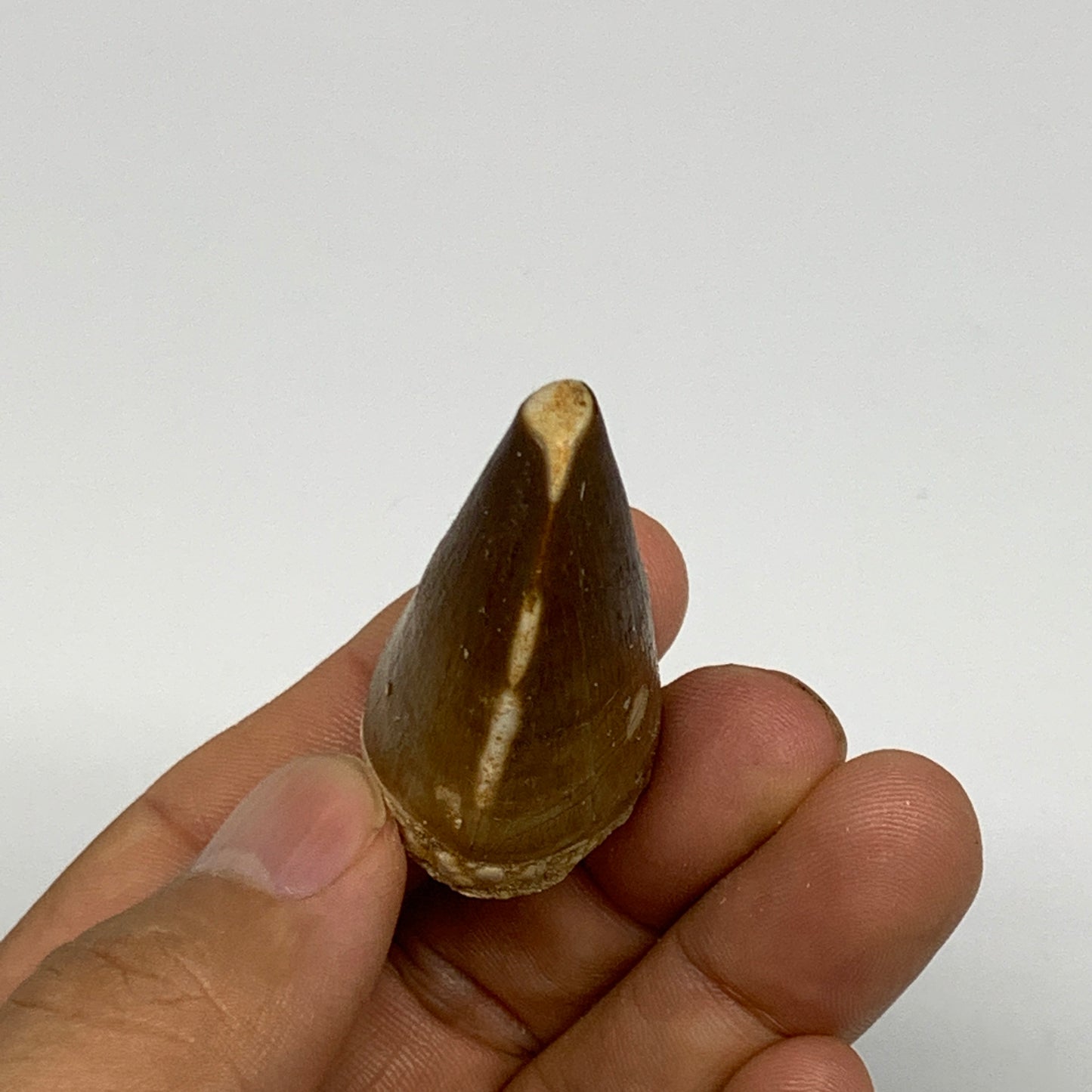 22.8g,1.6"X1.1"x0.9" Fossil Mosasaur Tooth reptiles, Cretaceous @Morocco, B23830