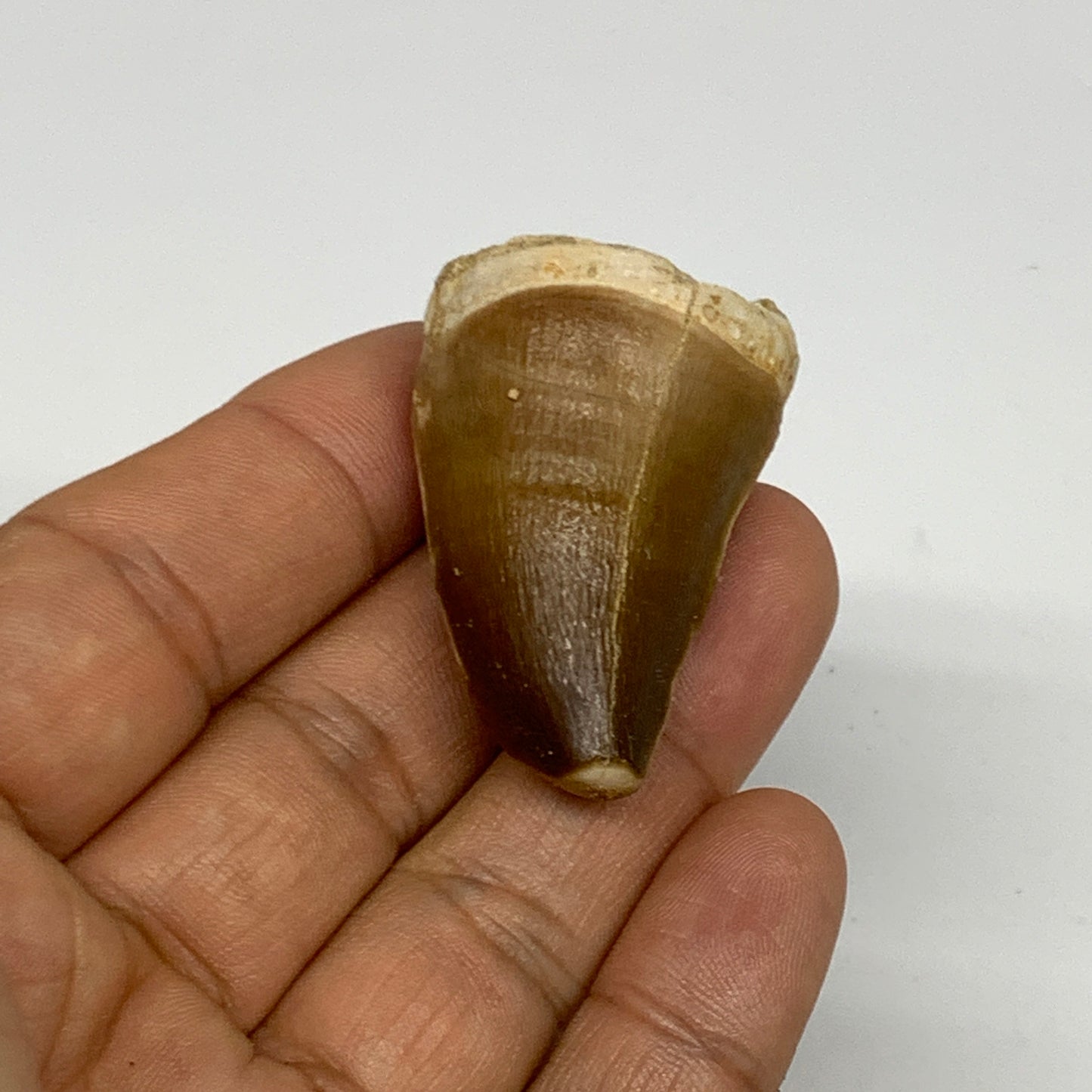 22.8g,1.6"X1.1"x0.9" Fossil Mosasaur Tooth reptiles, Cretaceous @Morocco, B23830