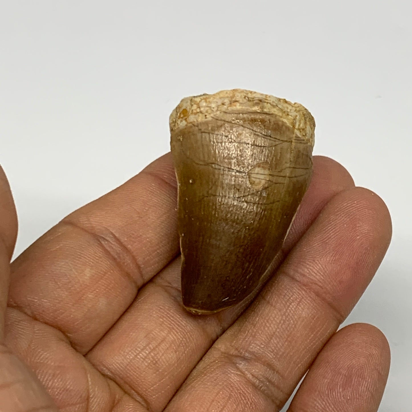 22.8g,1.6"X1.1"x0.9" Fossil Mosasaur Tooth reptiles, Cretaceous @Morocco, B23830