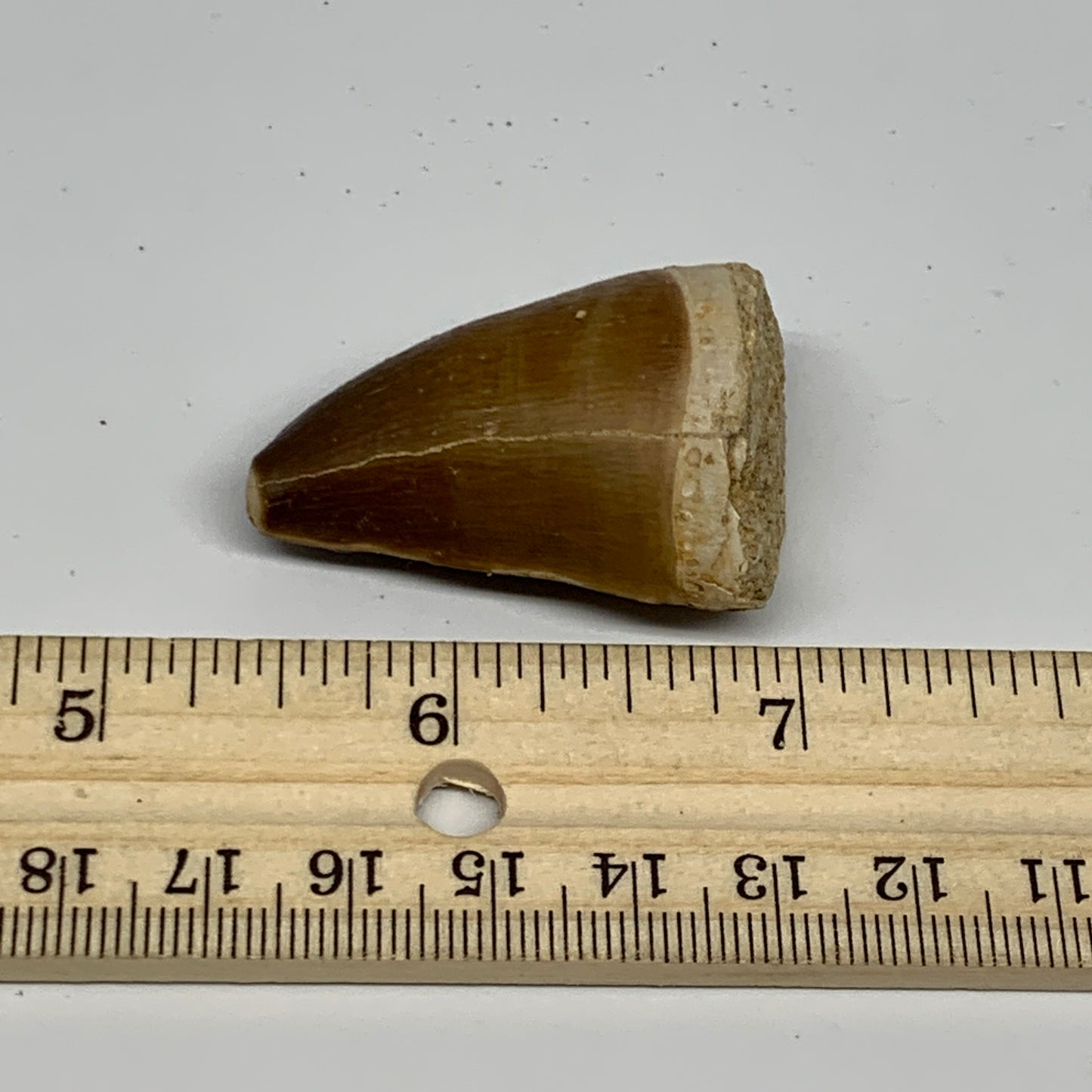 22.8g,1.6"X1.1"x0.9" Fossil Mosasaur Tooth reptiles, Cretaceous @Morocco, B23830