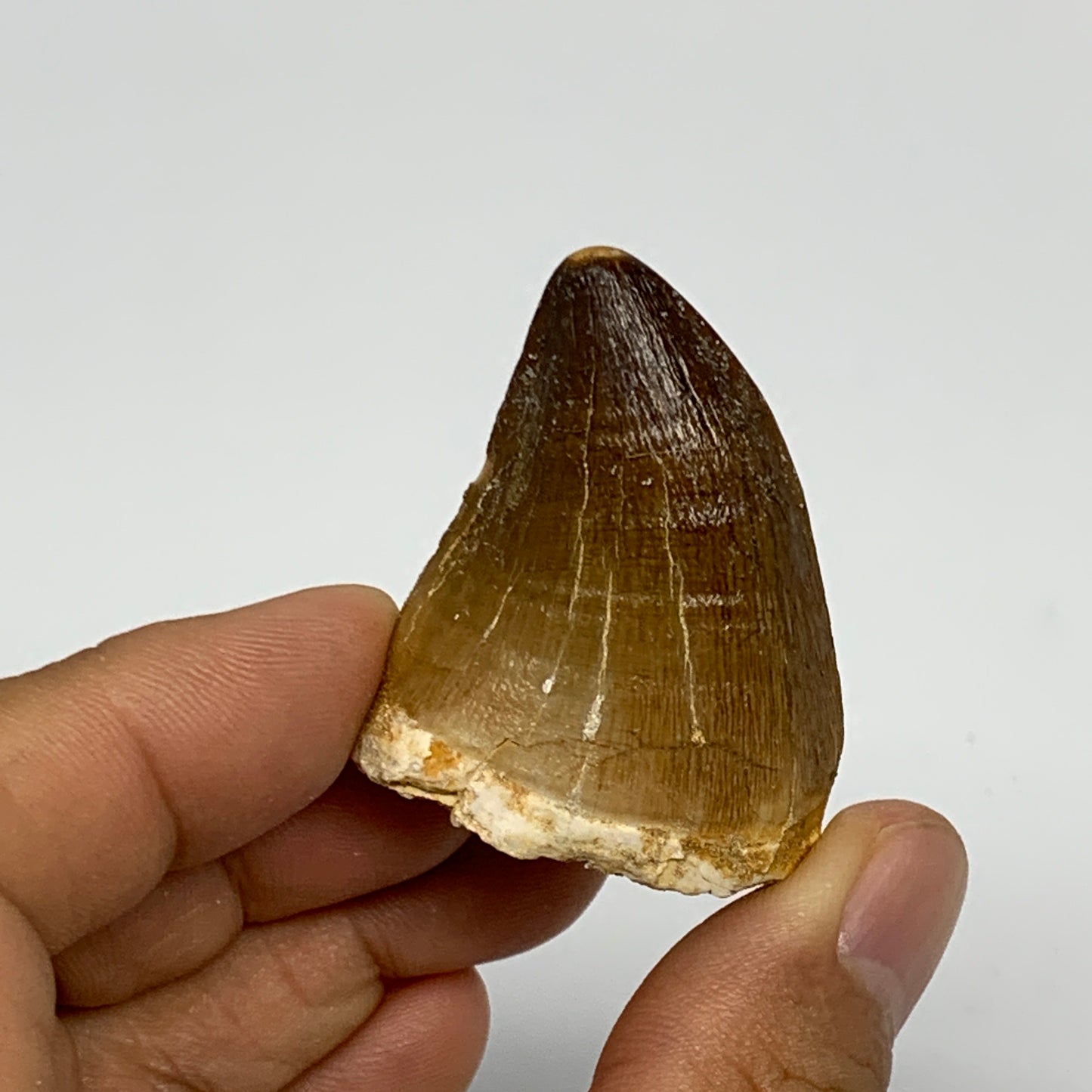 27g,1.6"X1.3"x0.9" Fossil Mosasaur Tooth reptiles, Cretaceous @Morocco, B23831