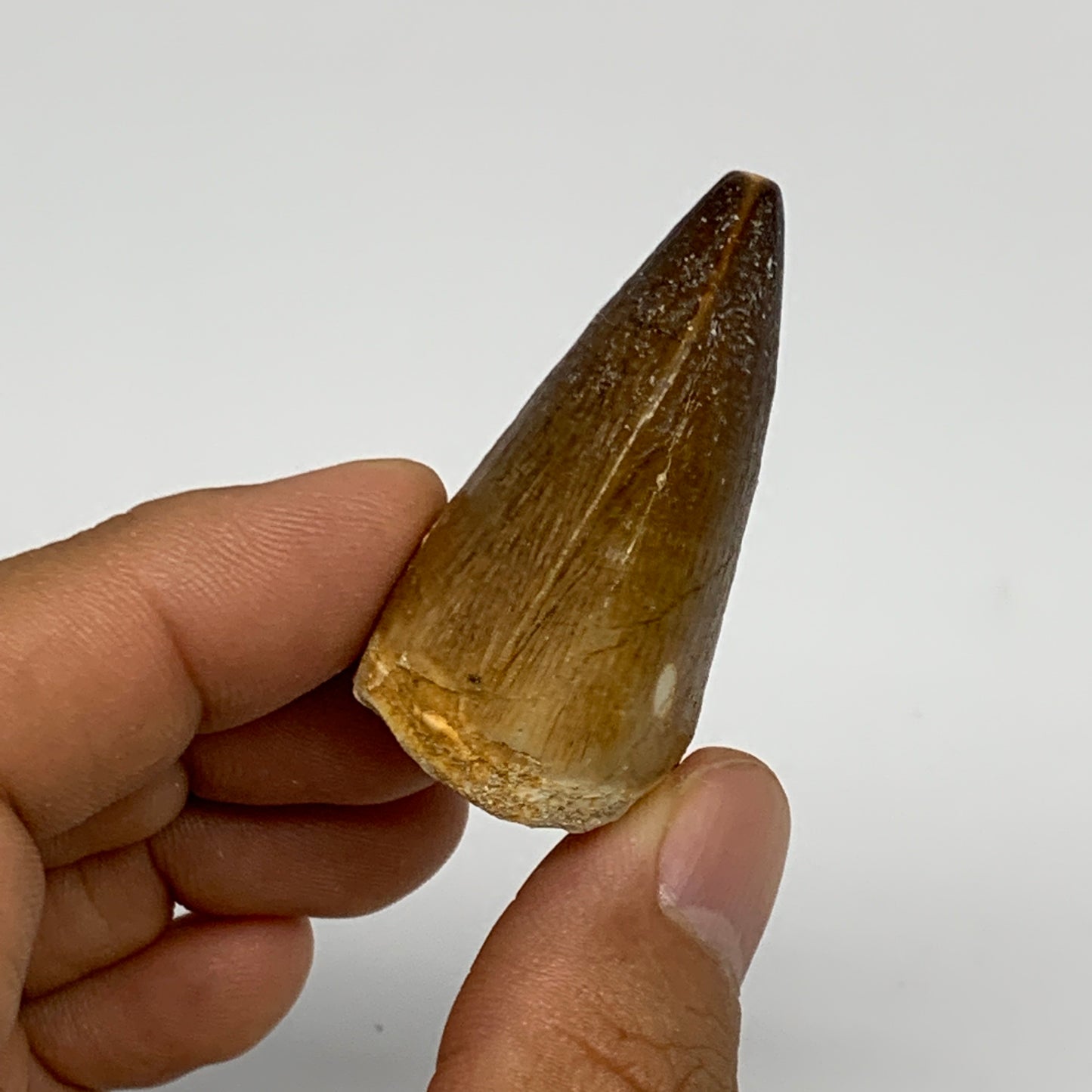 27g,1.6"X1.3"x0.9" Fossil Mosasaur Tooth reptiles, Cretaceous @Morocco, B23831