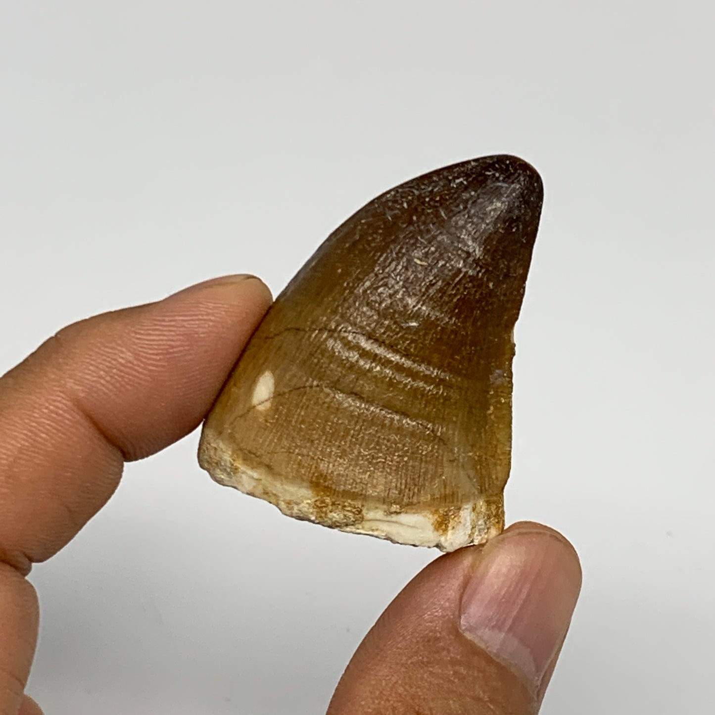 27g,1.6"X1.3"x0.9" Fossil Mosasaur Tooth reptiles, Cretaceous @Morocco, B23831