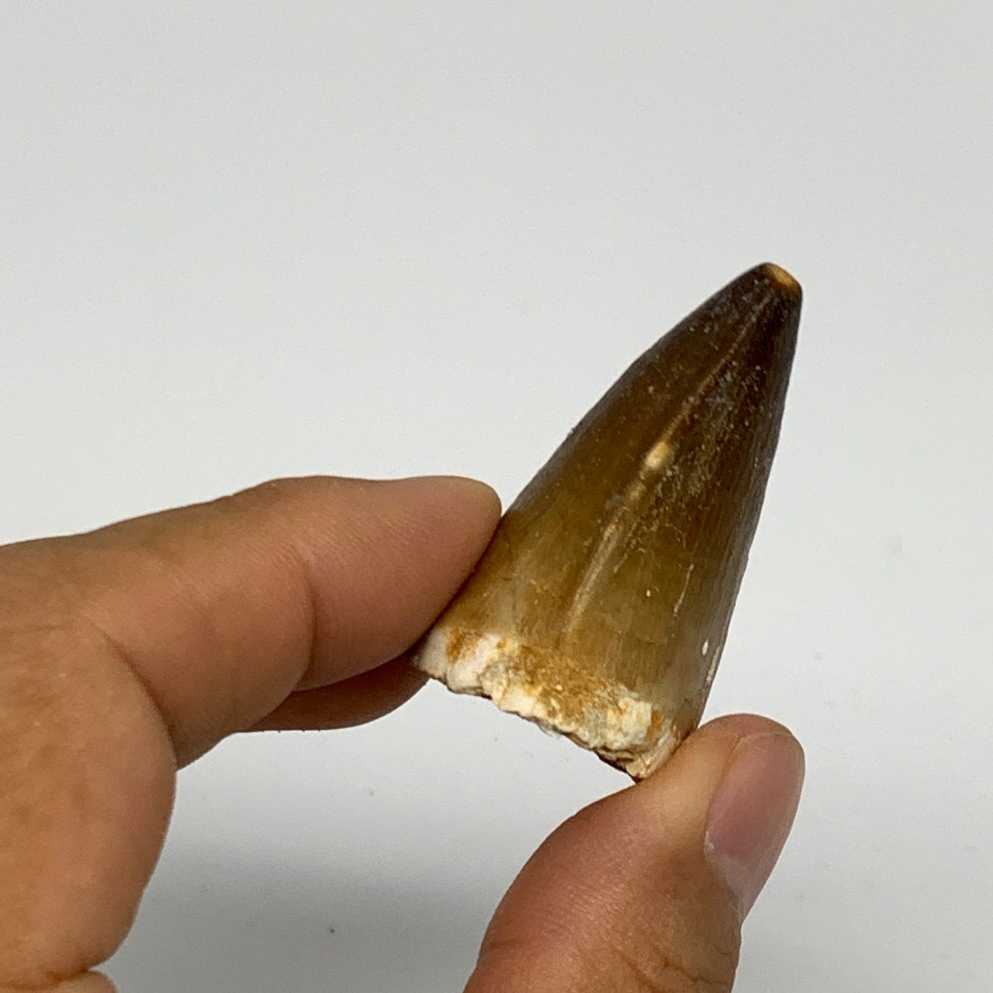 27g,1.6"X1.3"x0.9" Fossil Mosasaur Tooth reptiles, Cretaceous @Morocco, B23831