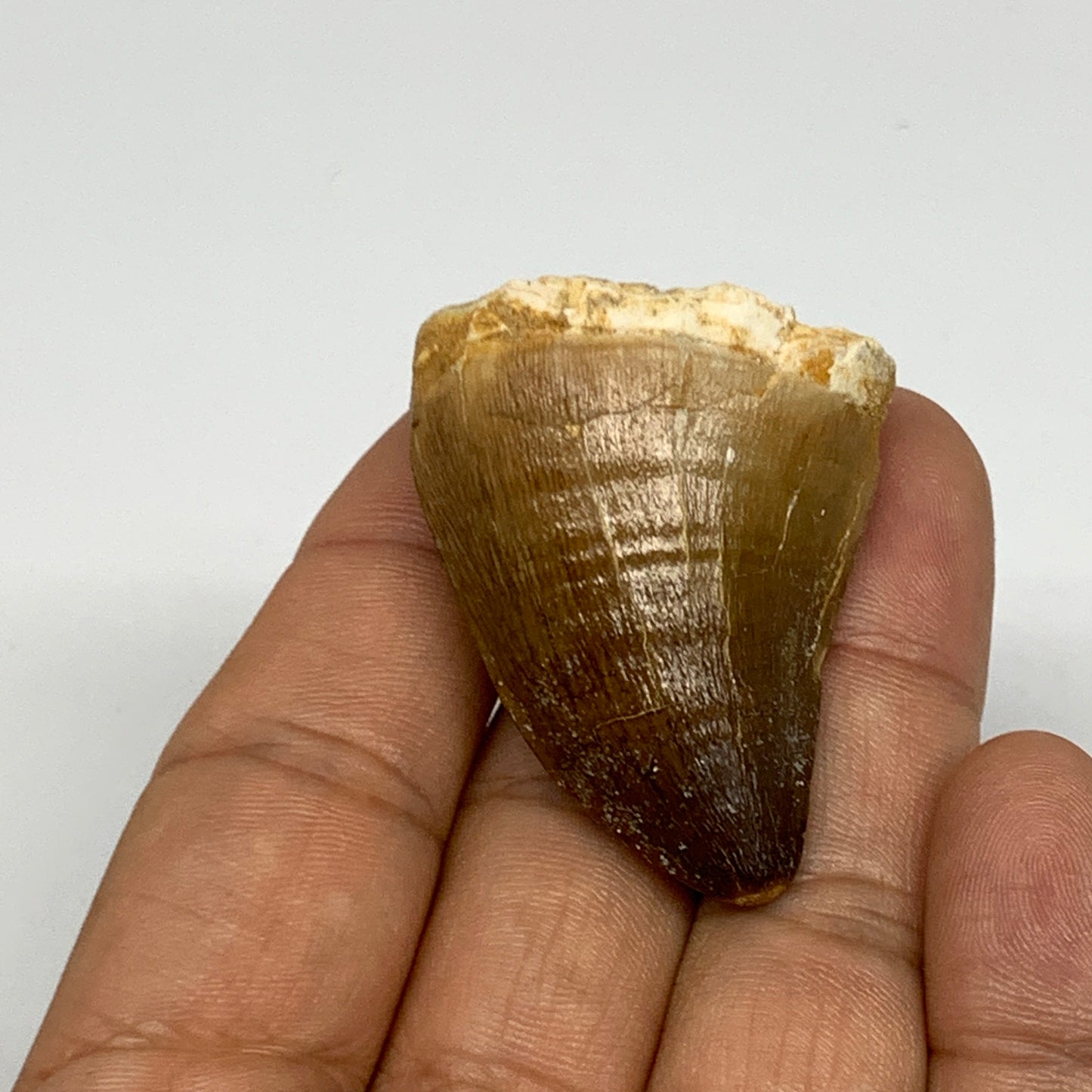 27g,1.6"X1.3"x0.9" Fossil Mosasaur Tooth reptiles, Cretaceous @Morocco, B23831