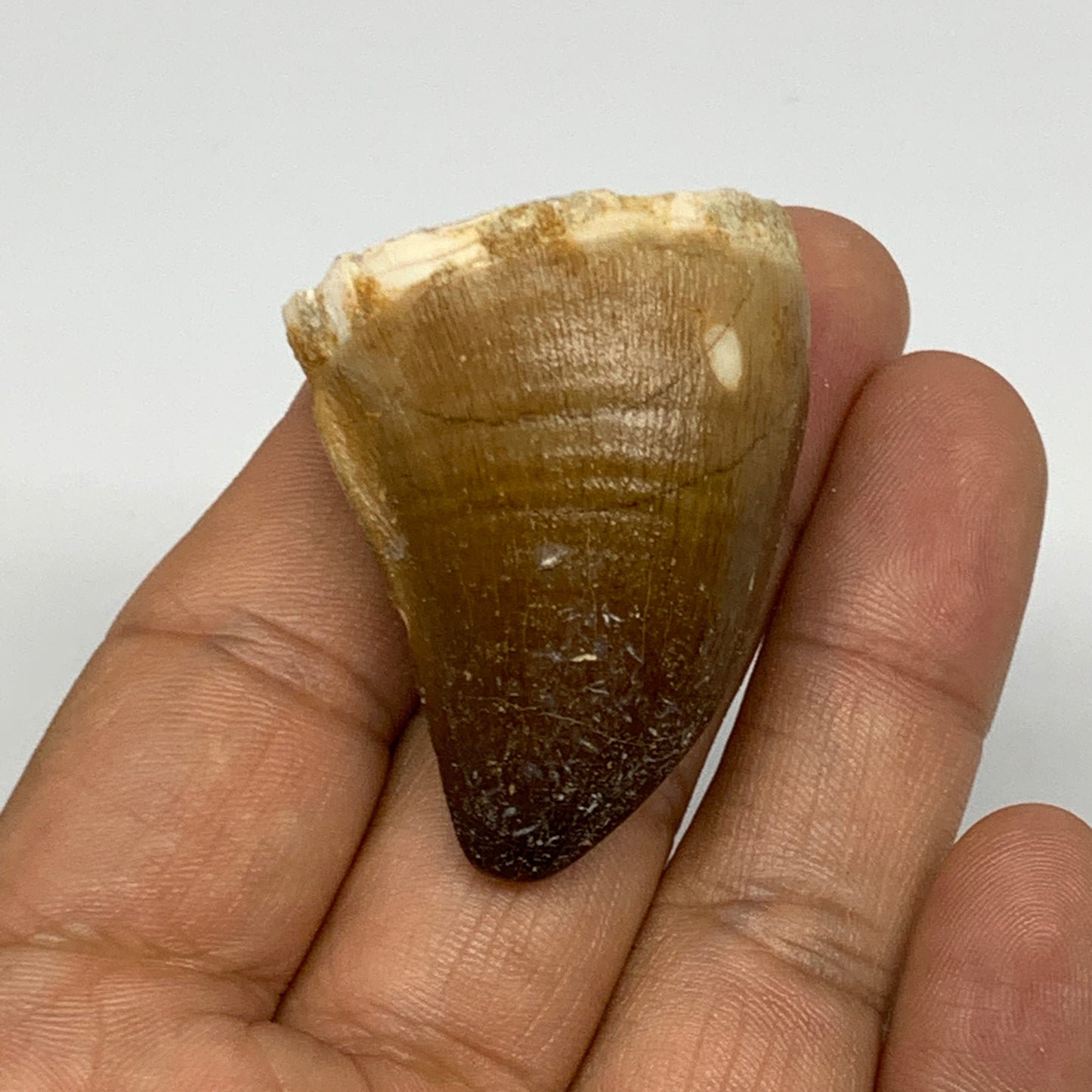 27g,1.6"X1.3"x0.9" Fossil Mosasaur Tooth reptiles, Cretaceous @Morocco, B23831