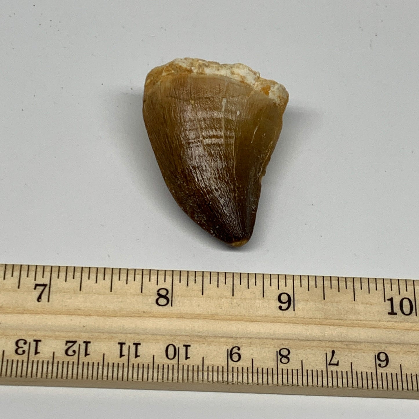 27g,1.6"X1.3"x0.9" Fossil Mosasaur Tooth reptiles, Cretaceous @Morocco, B23831