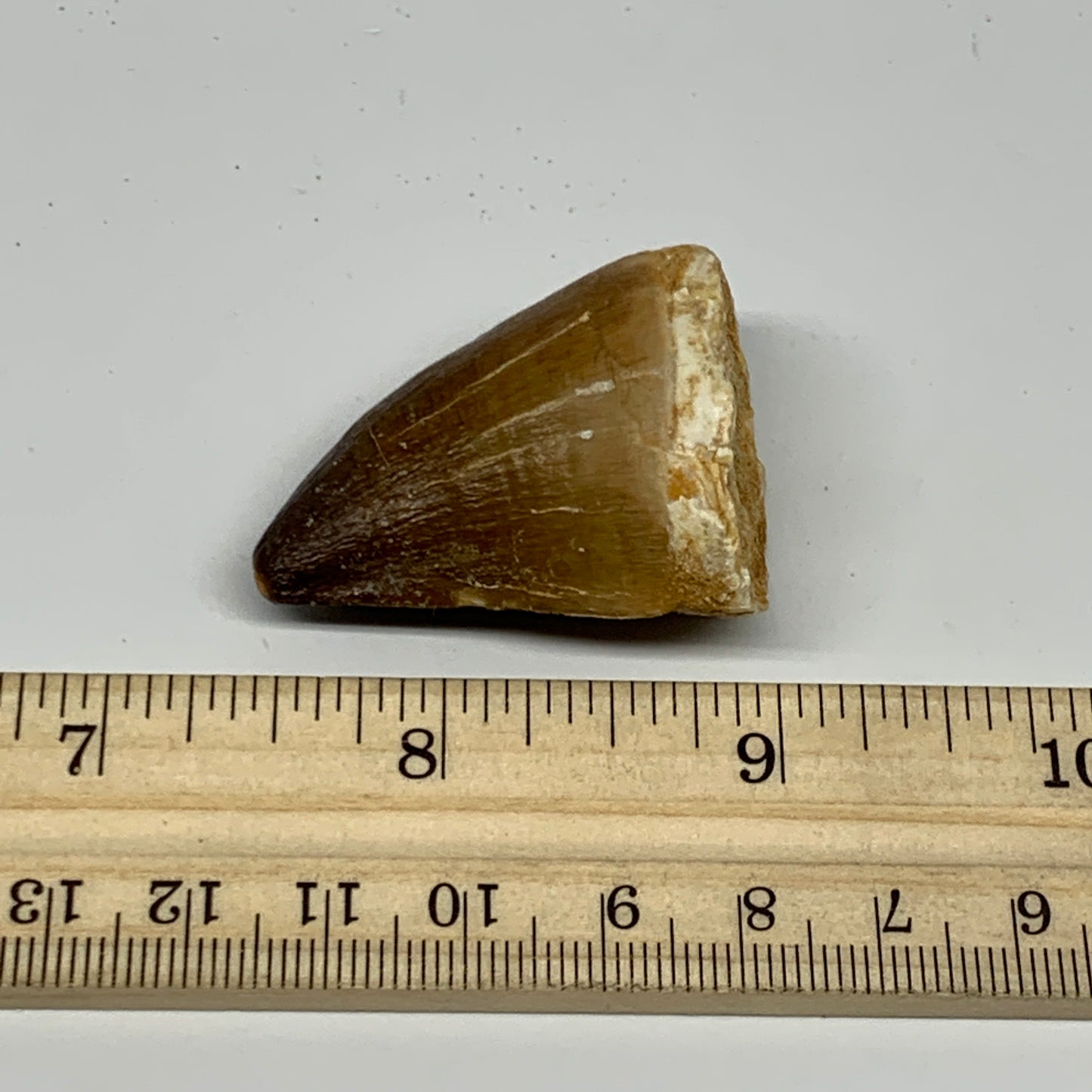 27g,1.6"X1.3"x0.9" Fossil Mosasaur Tooth reptiles, Cretaceous @Morocco, B23831