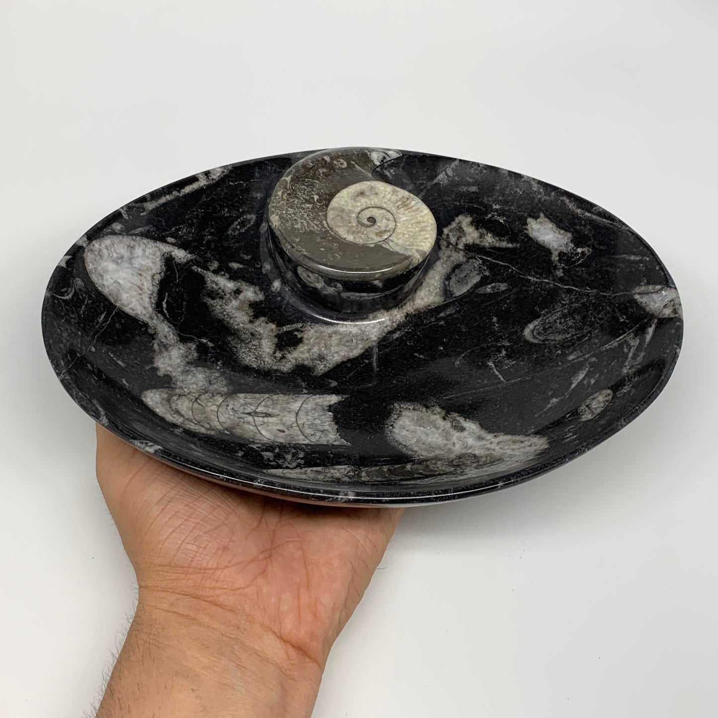 940g, 8.75"x6.5" Black Fossils Ammonite Orthoceras Bowl Oval Ring @Morocco,B8426