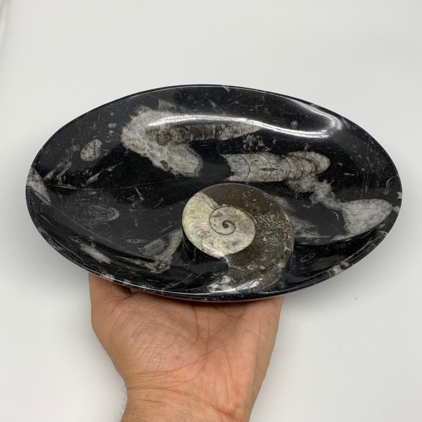 940g, 8.75"x6.5" Black Fossils Ammonite Orthoceras Bowl Oval Ring @Morocco,B8426