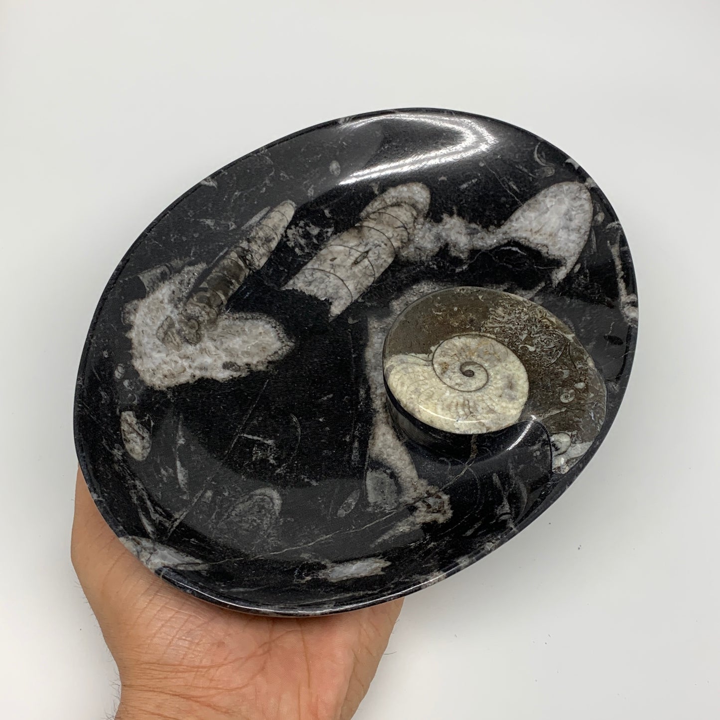 940g, 8.75"x6.5" Black Fossils Ammonite Orthoceras Bowl Oval Ring @Morocco,B8426