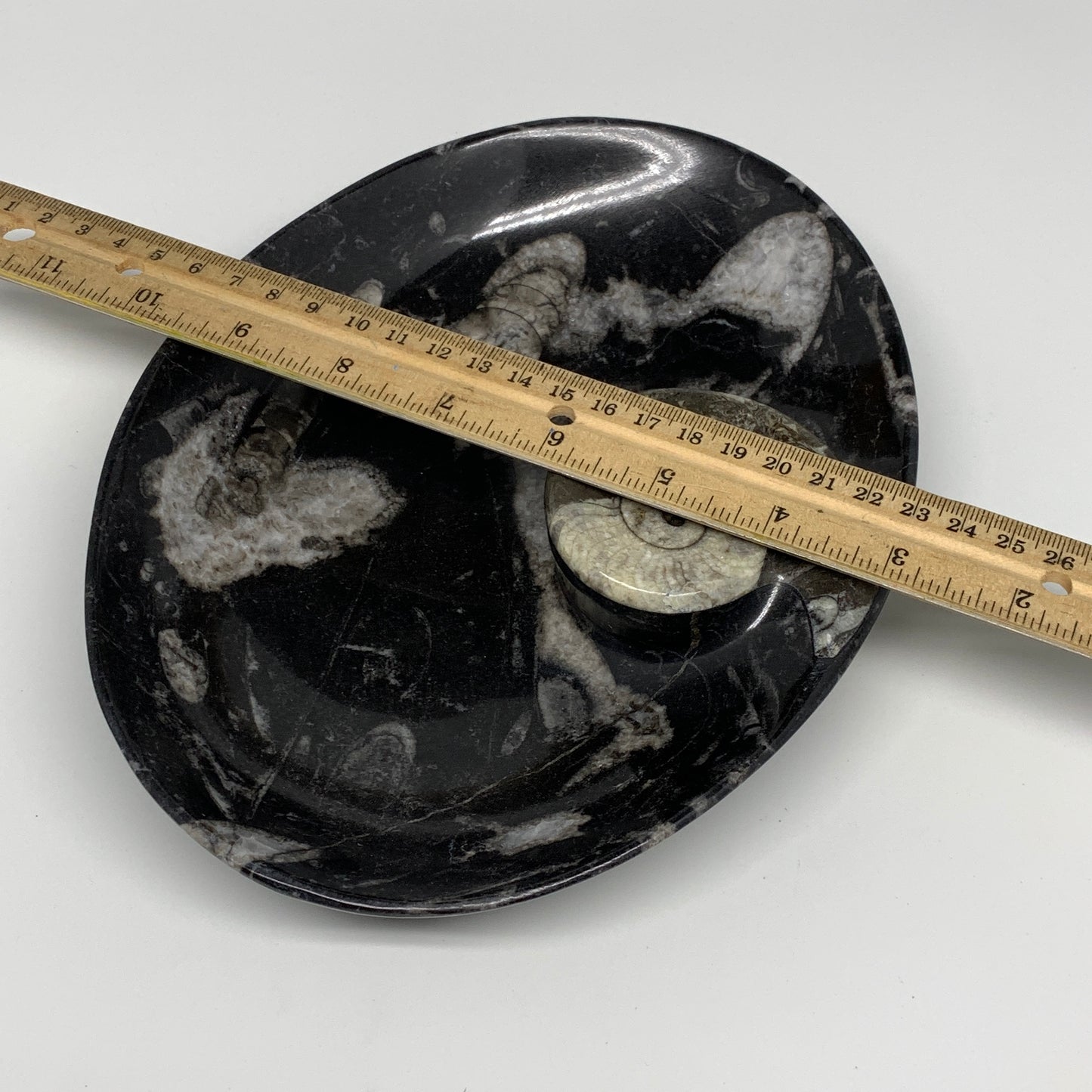 940g, 8.75"x6.5" Black Fossils Ammonite Orthoceras Bowl Oval Ring @Morocco,B8426