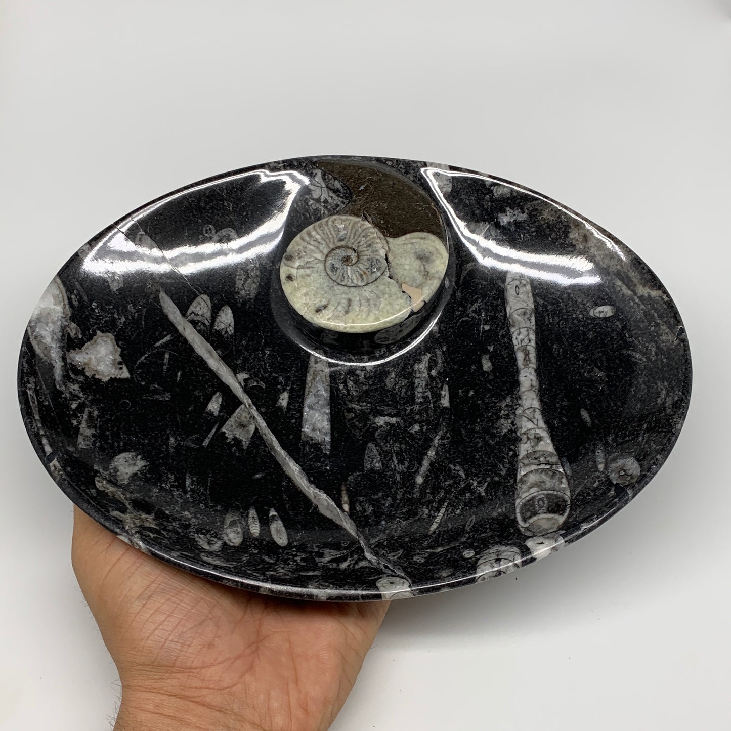 772g, 8.75"x6.5" Black Fossils Ammonite Orthoceras Bowl Oval Ring @Morocco,B8429