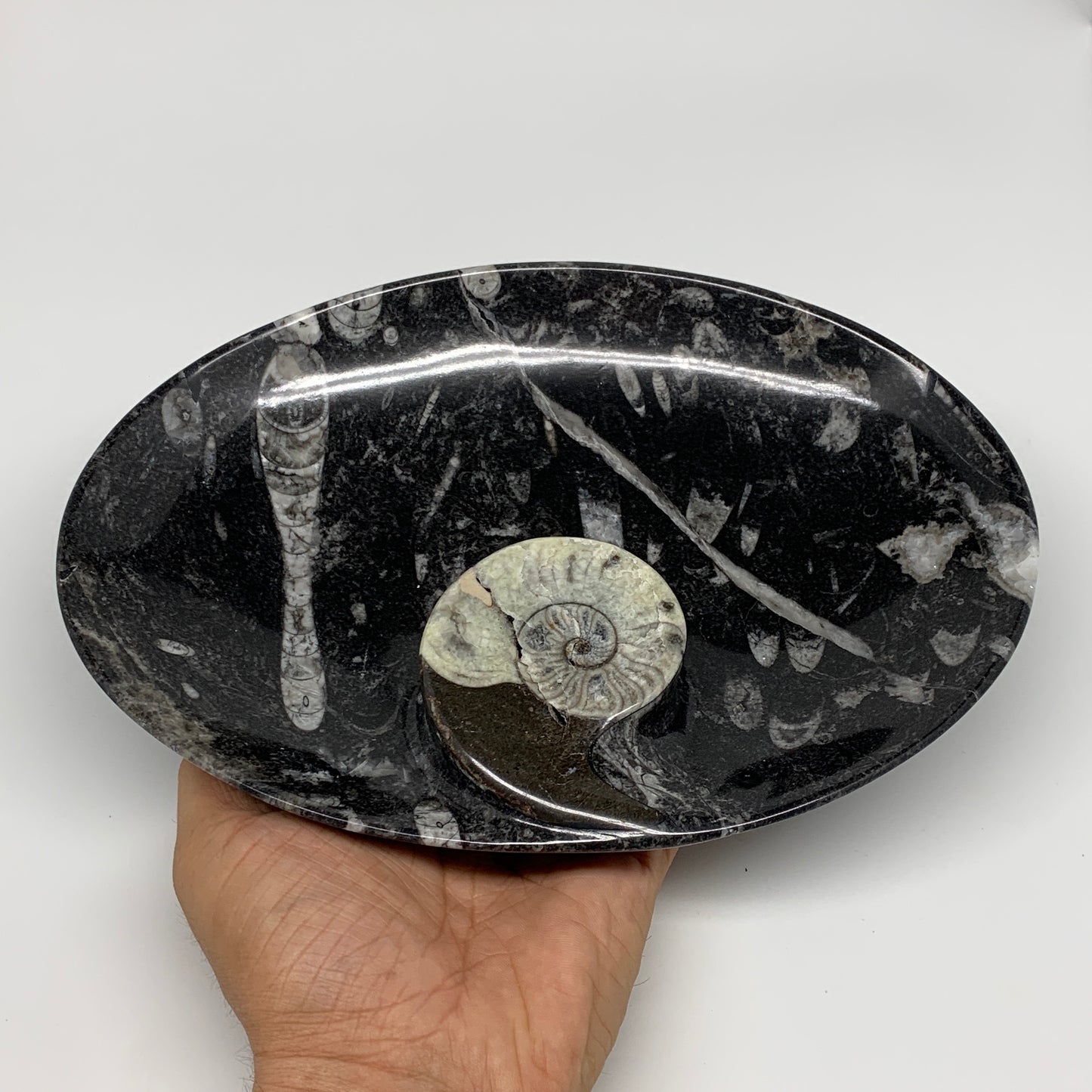 772g, 8.75"x6.5" Black Fossils Ammonite Orthoceras Bowl Oval Ring @Morocco,B8429