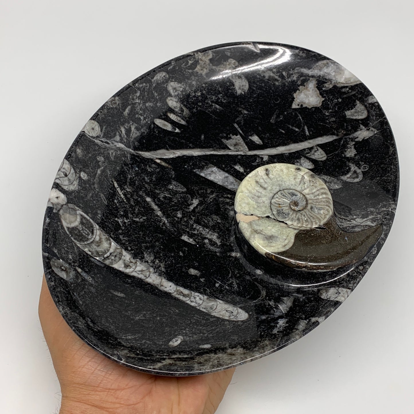 772g, 8.75"x6.5" Black Fossils Ammonite Orthoceras Bowl Oval Ring @Morocco,B8429