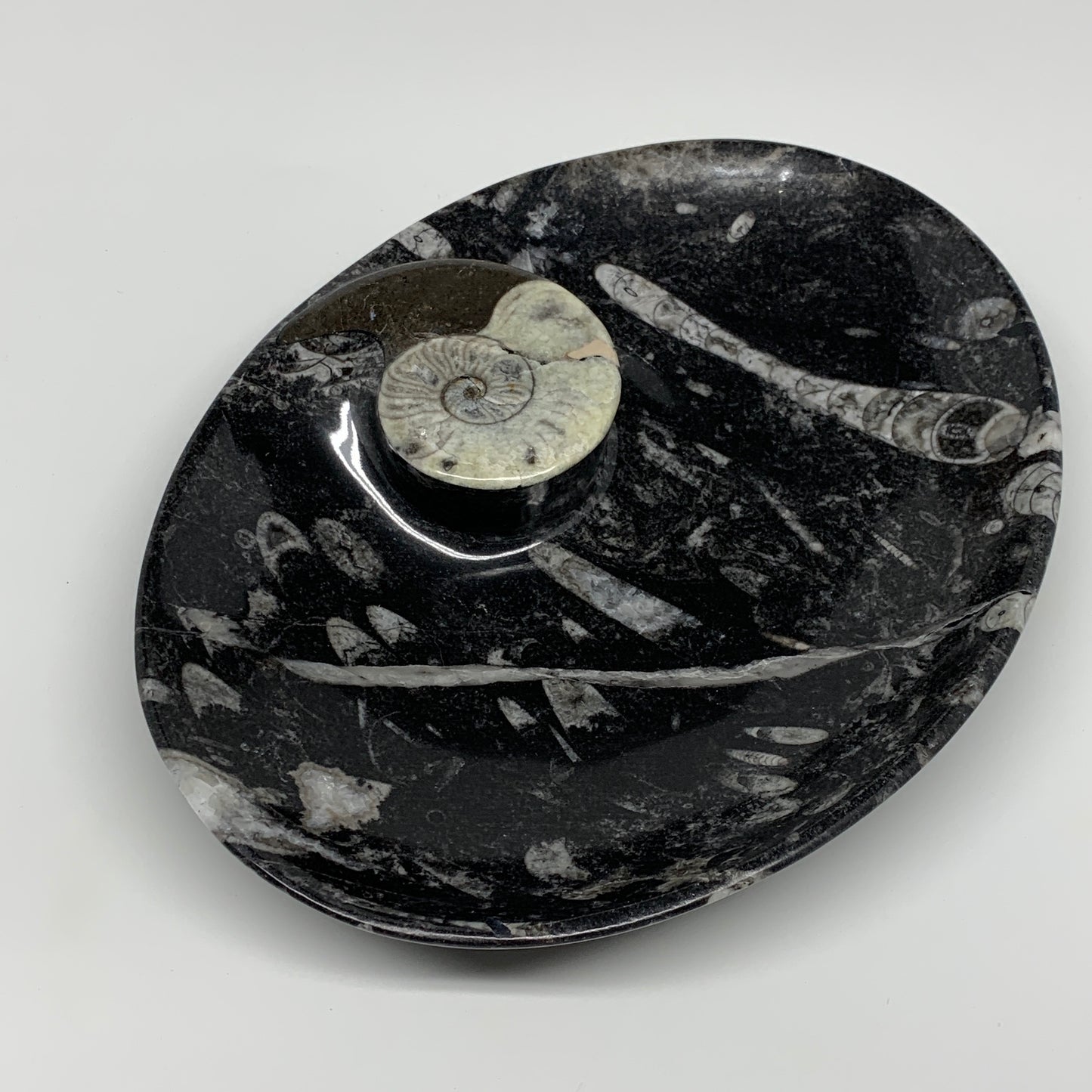 772g, 8.75"x6.5" Black Fossils Ammonite Orthoceras Bowl Oval Ring @Morocco,B8429