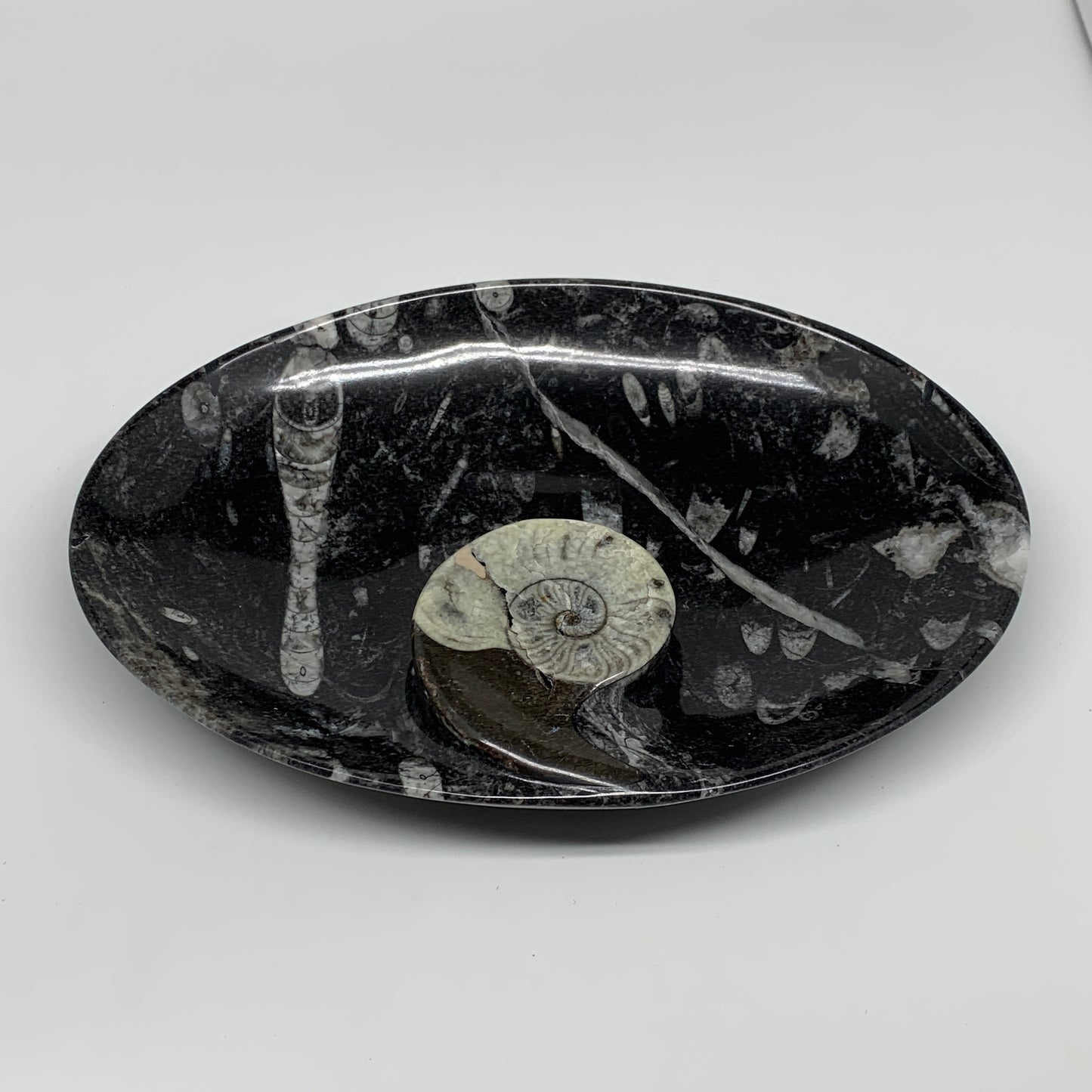 772g, 8.75"x6.5" Black Fossils Ammonite Orthoceras Bowl Oval Ring @Morocco,B8429