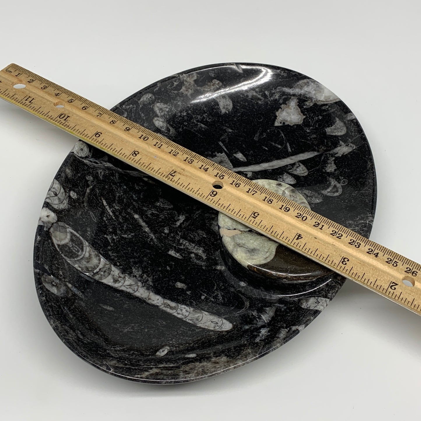 772g, 8.75"x6.5" Black Fossils Ammonite Orthoceras Bowl Oval Ring @Morocco,B8429