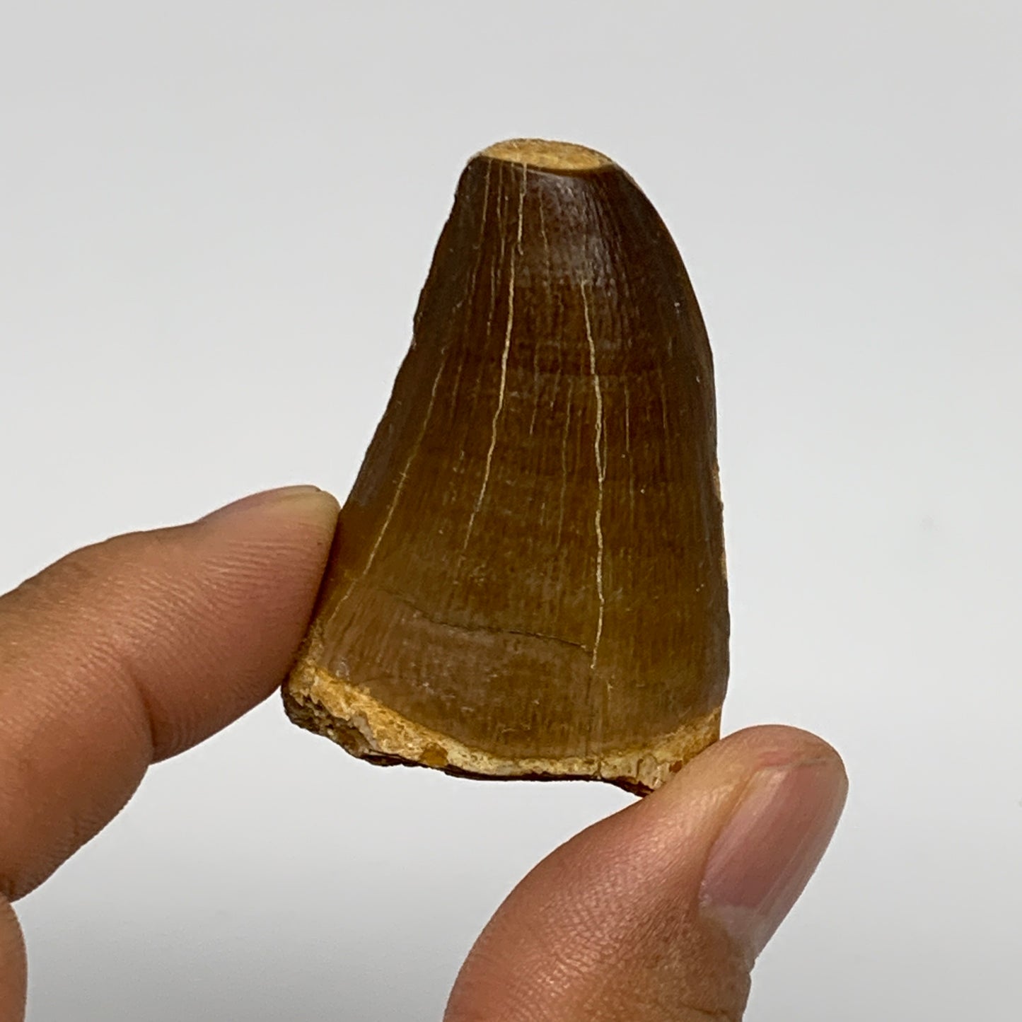 29.5g,1.8"X1.2"x1" Fossil Mosasaur Tooth reptiles, Cretaceous @Morocco, B23839