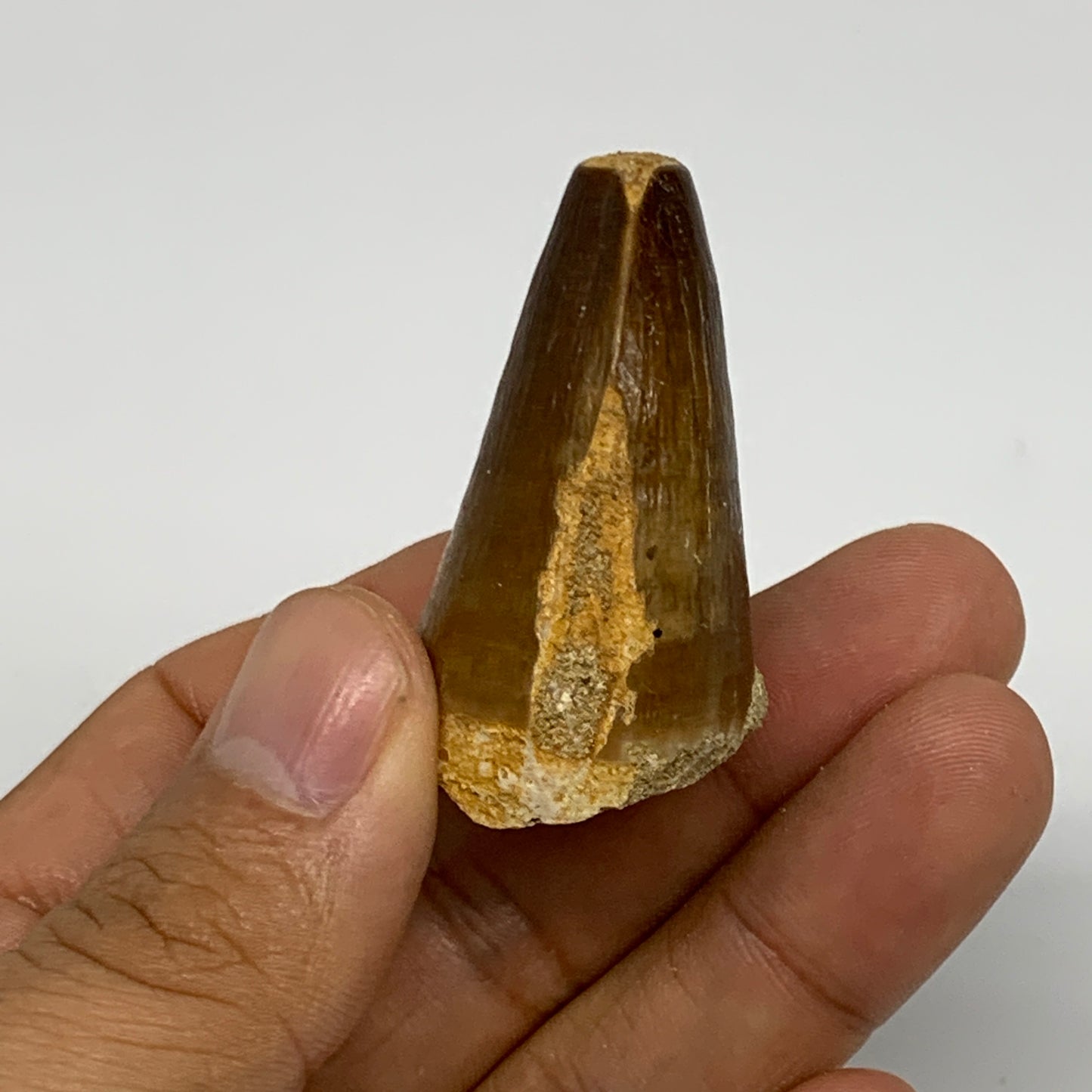 29.5g,1.8"X1.2"x1" Fossil Mosasaur Tooth reptiles, Cretaceous @Morocco, B23839