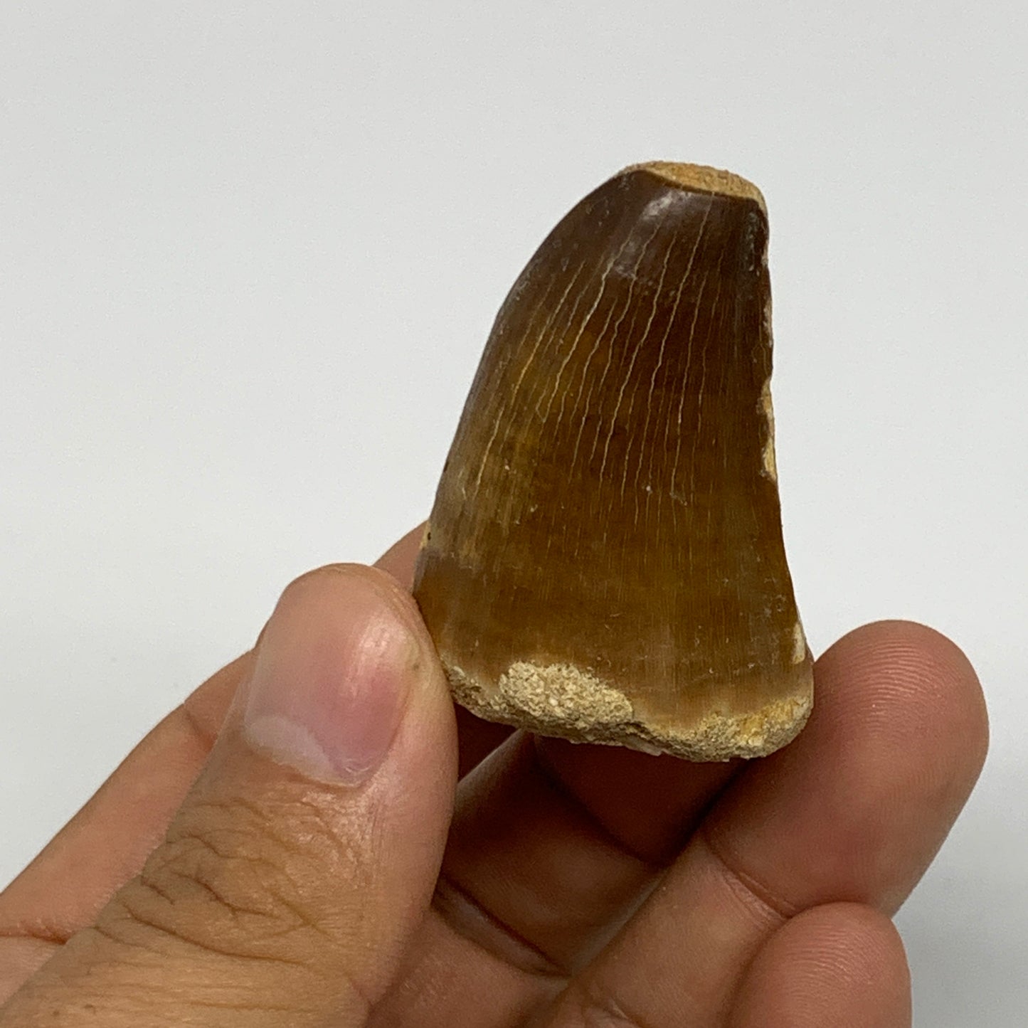 29.5g,1.8"X1.2"x1" Fossil Mosasaur Tooth reptiles, Cretaceous @Morocco, B23839