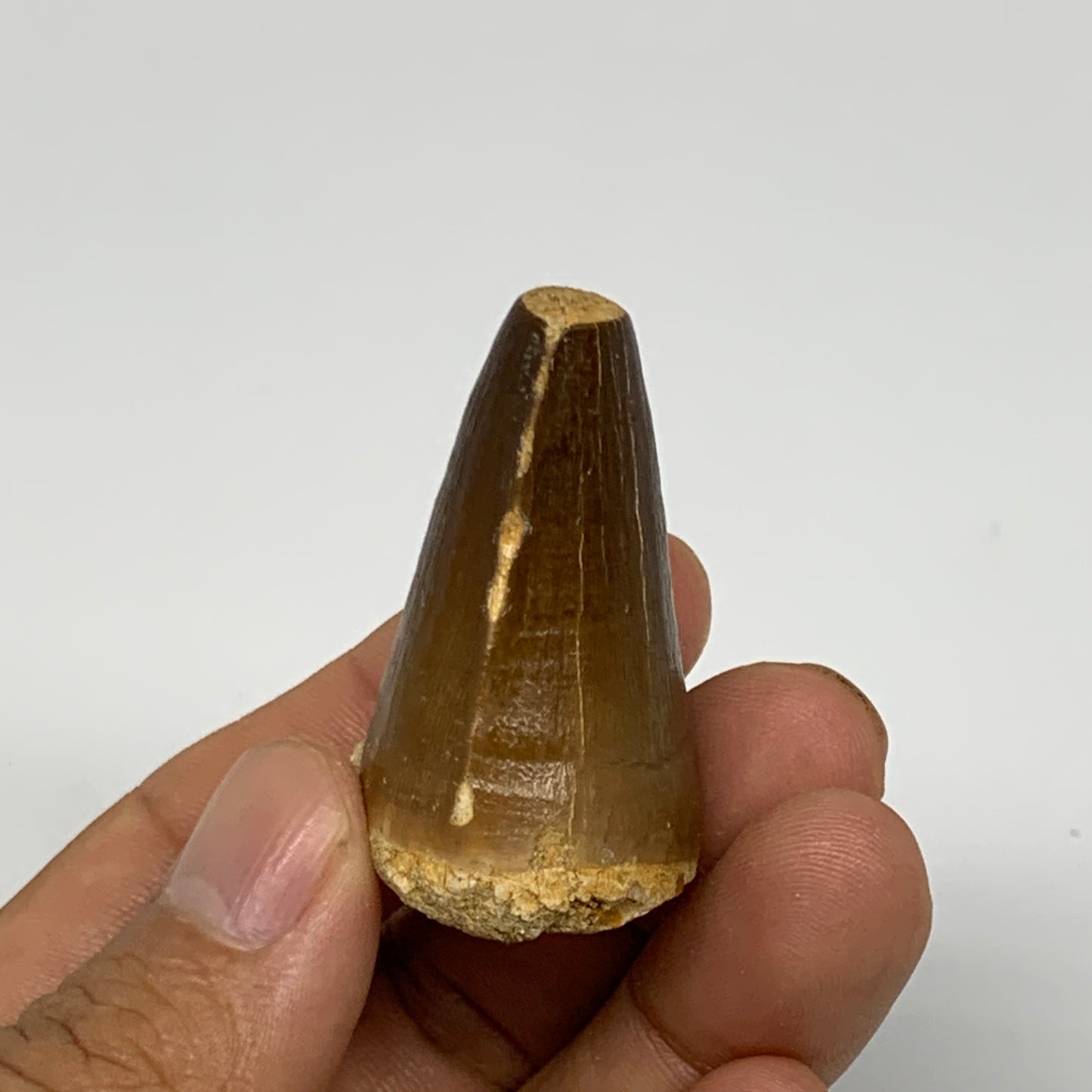 29.5g,1.8"X1.2"x1" Fossil Mosasaur Tooth reptiles, Cretaceous @Morocco, B23839