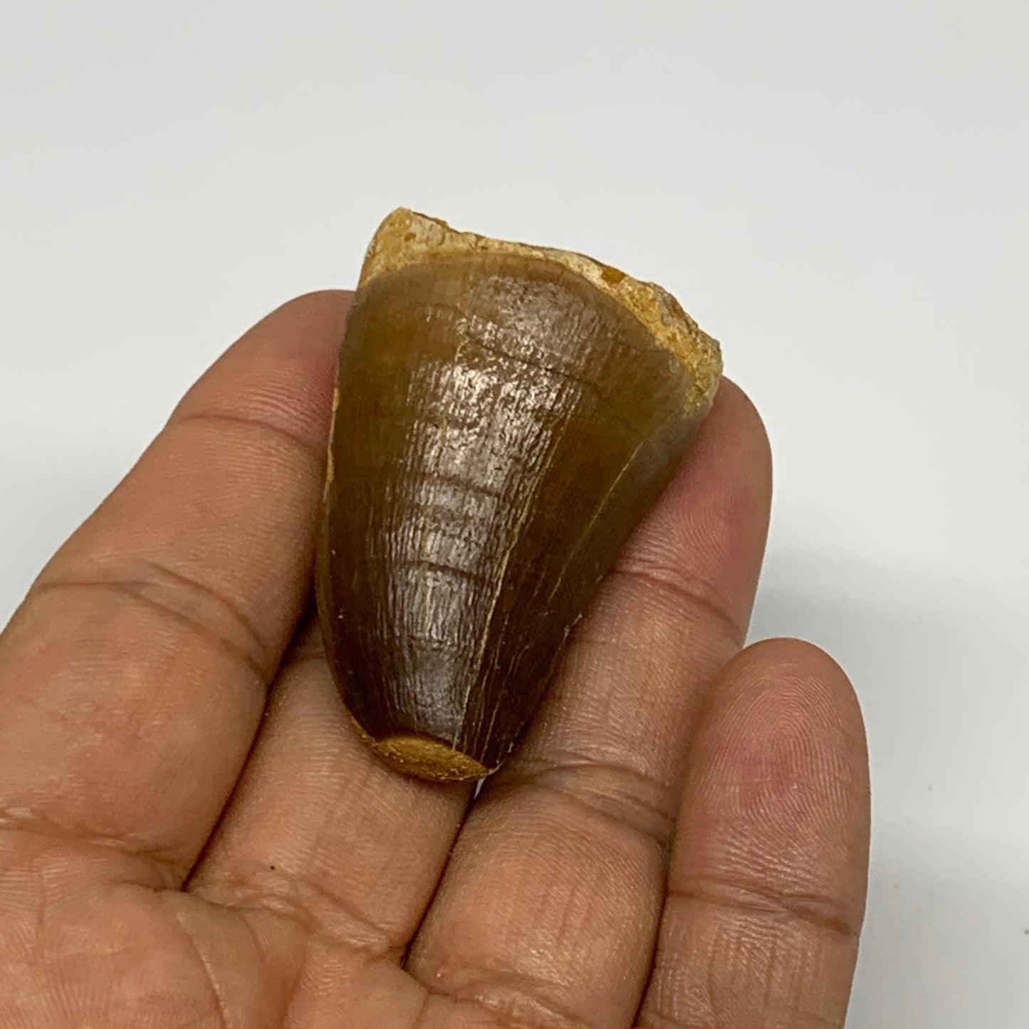 29.5g,1.8"X1.2"x1" Fossil Mosasaur Tooth reptiles, Cretaceous @Morocco, B23839