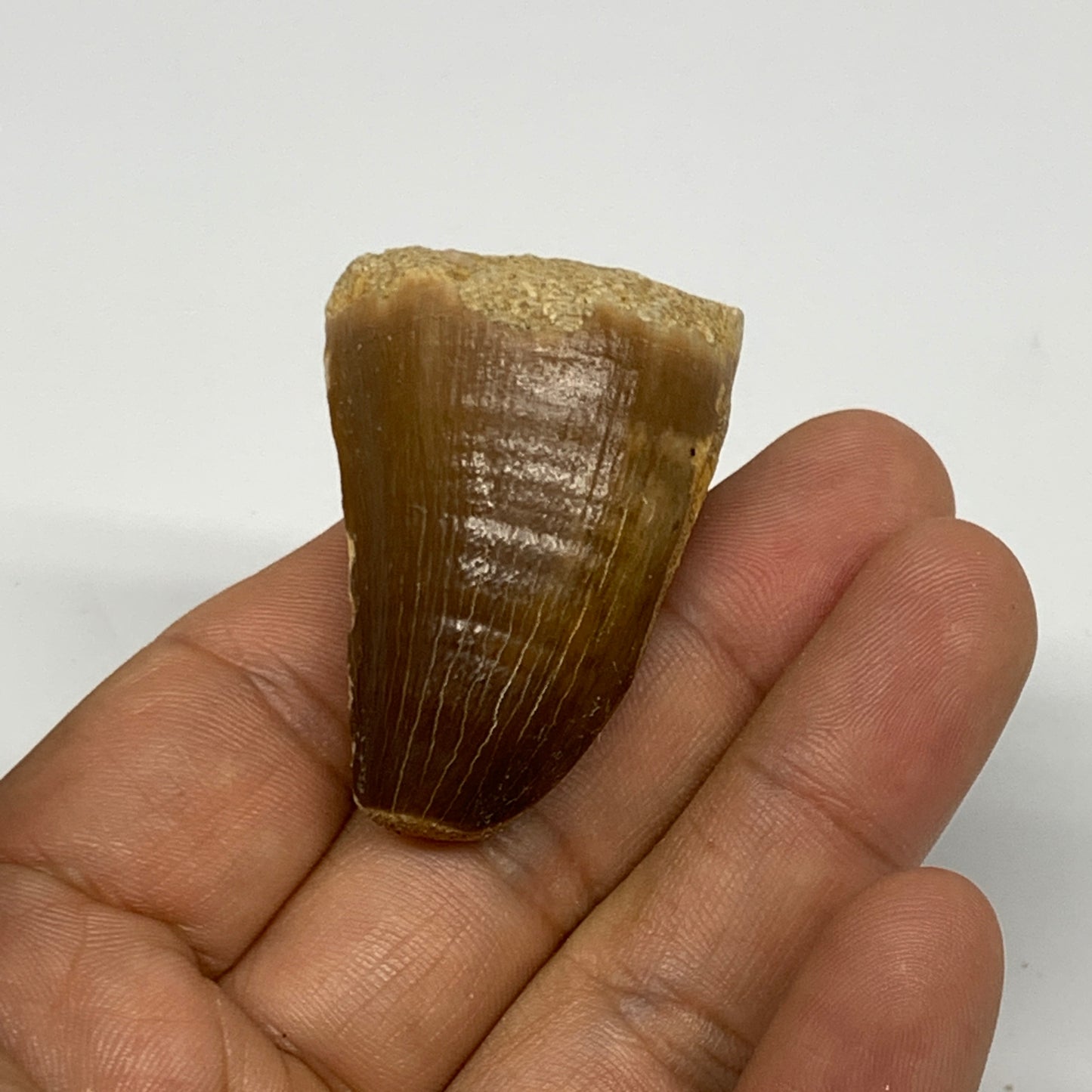 29.5g,1.8"X1.2"x1" Fossil Mosasaur Tooth reptiles, Cretaceous @Morocco, B23839