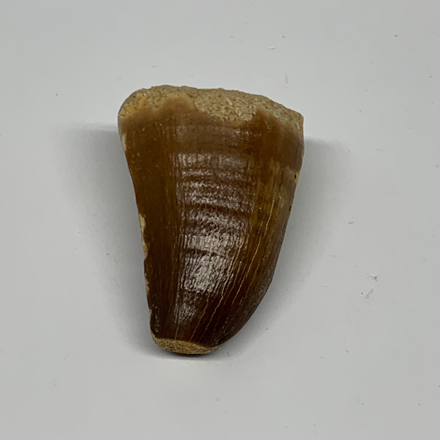 29.5g,1.8"X1.2"x1" Fossil Mosasaur Tooth reptiles, Cretaceous @Morocco, B23839