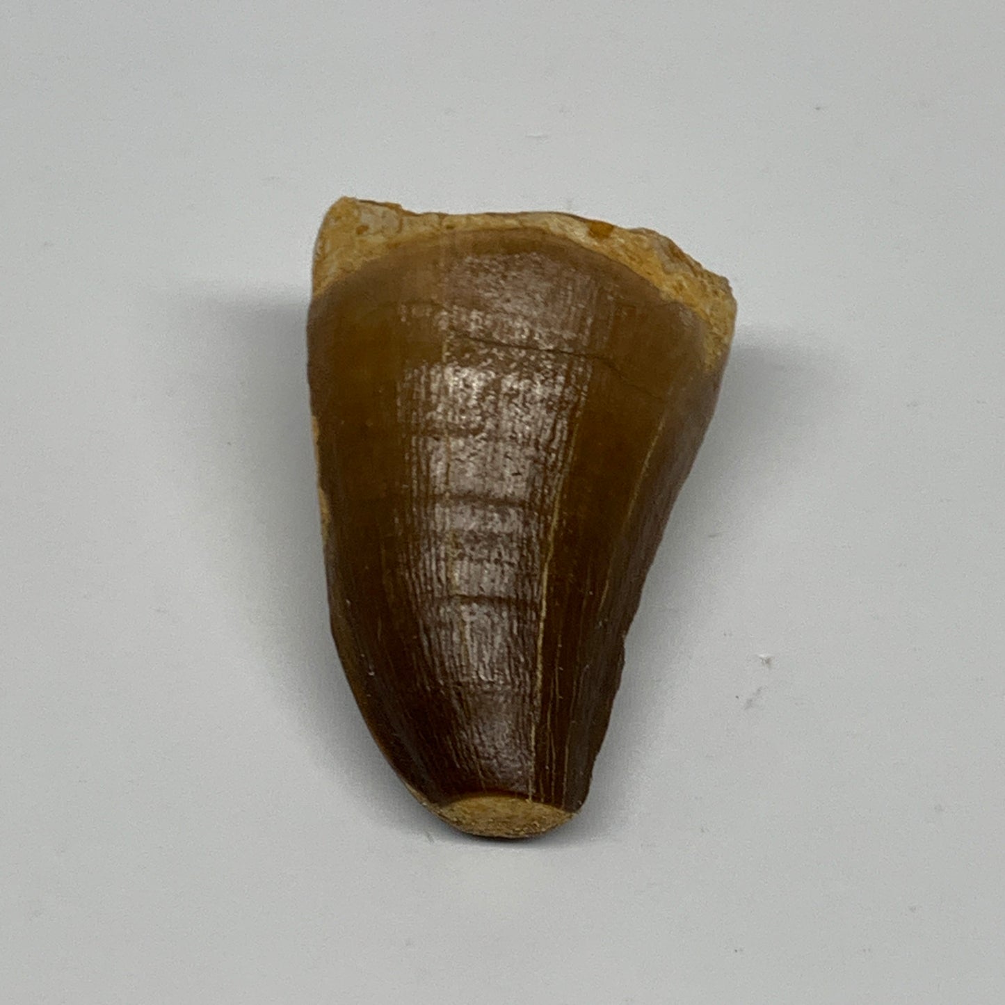 29.5g,1.8"X1.2"x1" Fossil Mosasaur Tooth reptiles, Cretaceous @Morocco, B23839