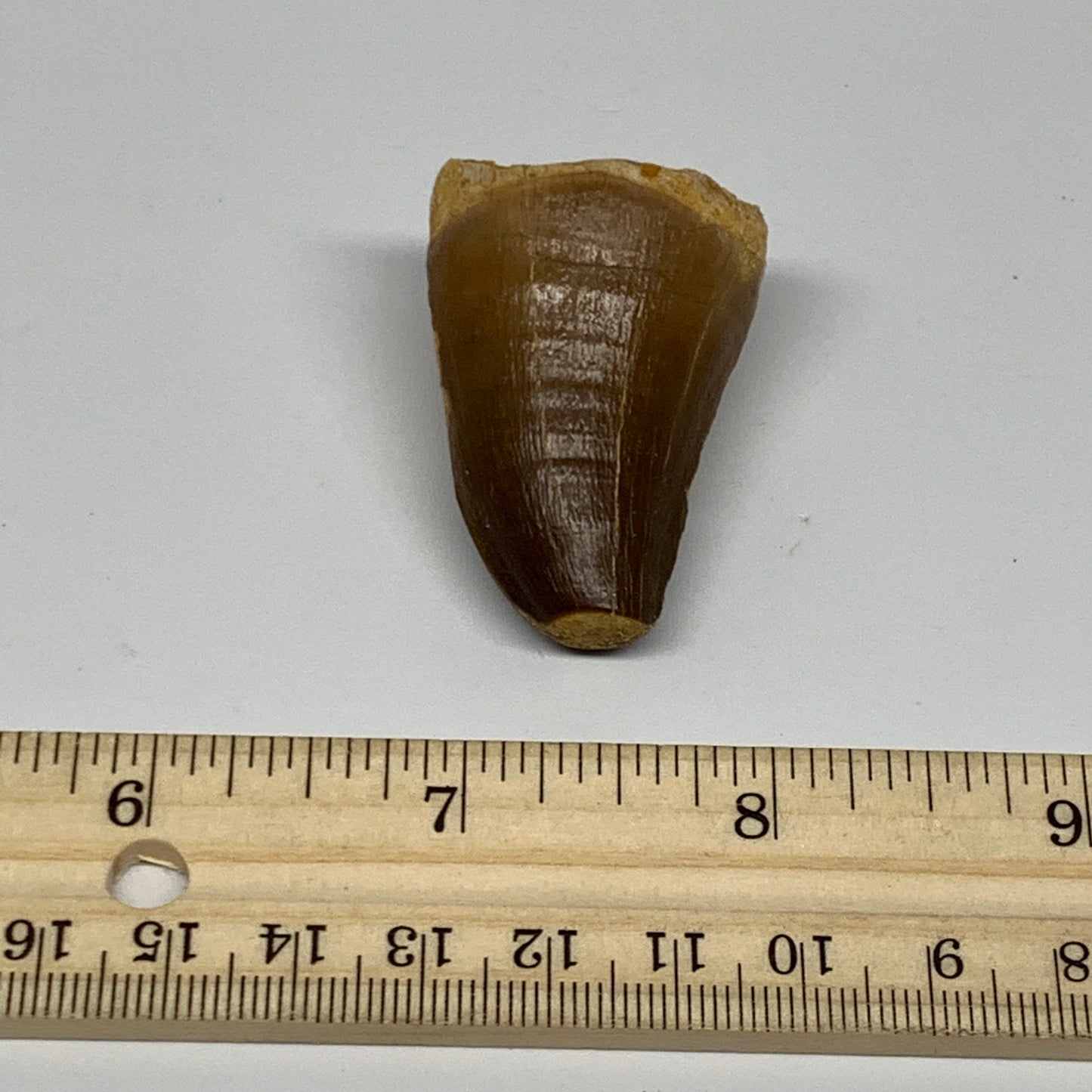 29.5g,1.8"X1.2"x1" Fossil Mosasaur Tooth reptiles, Cretaceous @Morocco, B23839