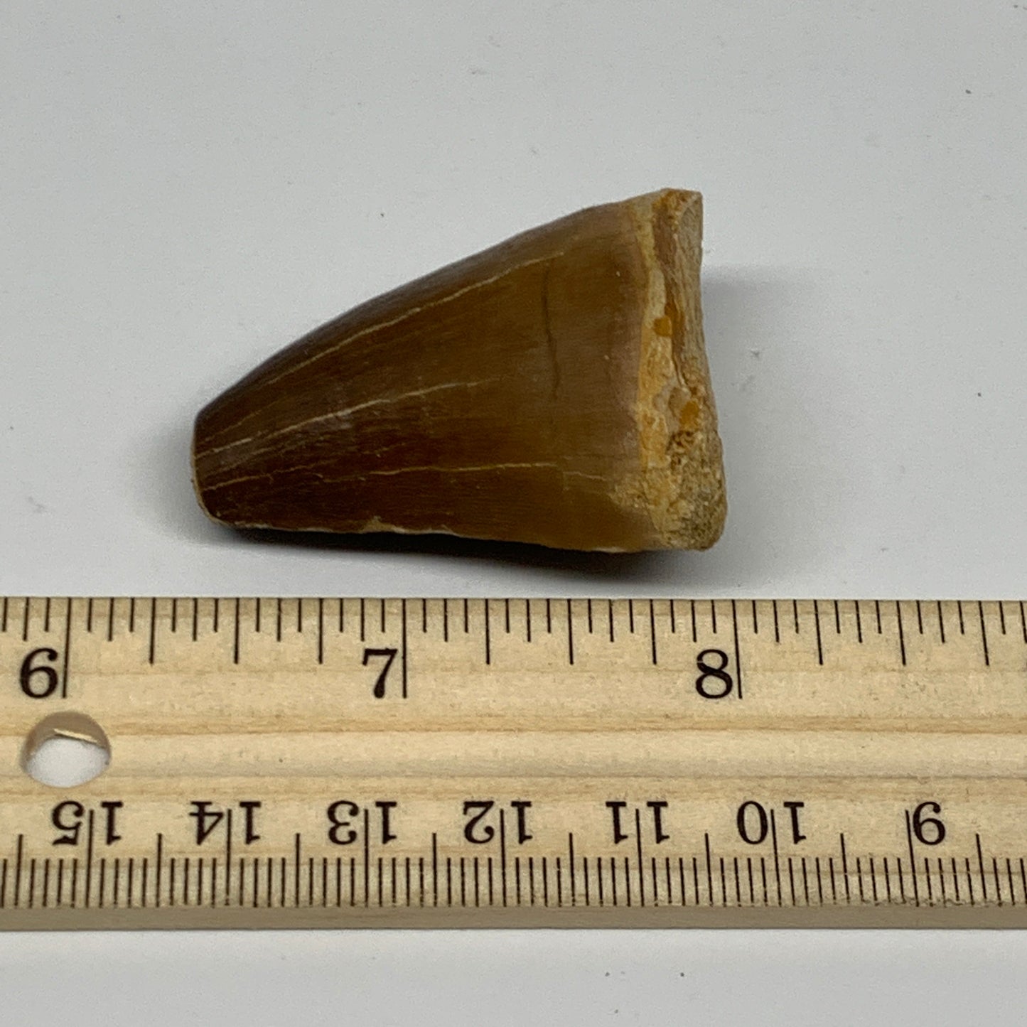 29.5g,1.8"X1.2"x1" Fossil Mosasaur Tooth reptiles, Cretaceous @Morocco, B23839