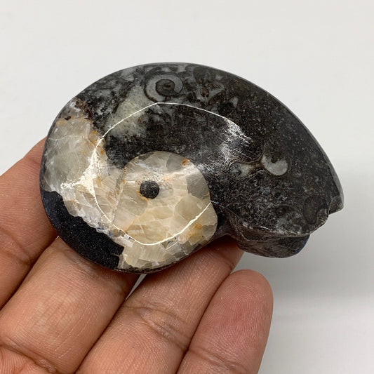 52.4g, 2.5"x1.7"x0.8", Goniatite Ammonite Polished Mineral from Morocco, F1988