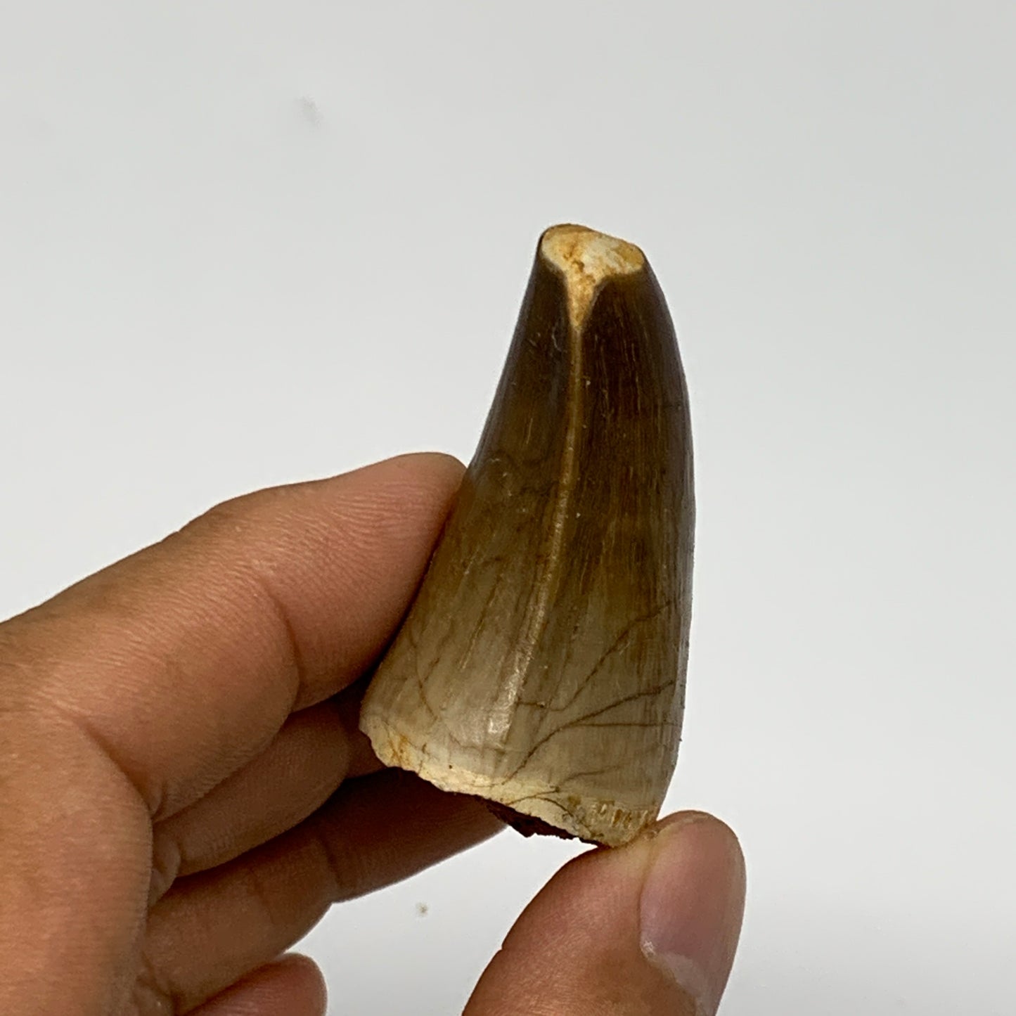 26.5g,1.7"X1.2"x0.9" Fossil Mosasaur Tooth reptiles, Cretaceous @Morocco, B23856