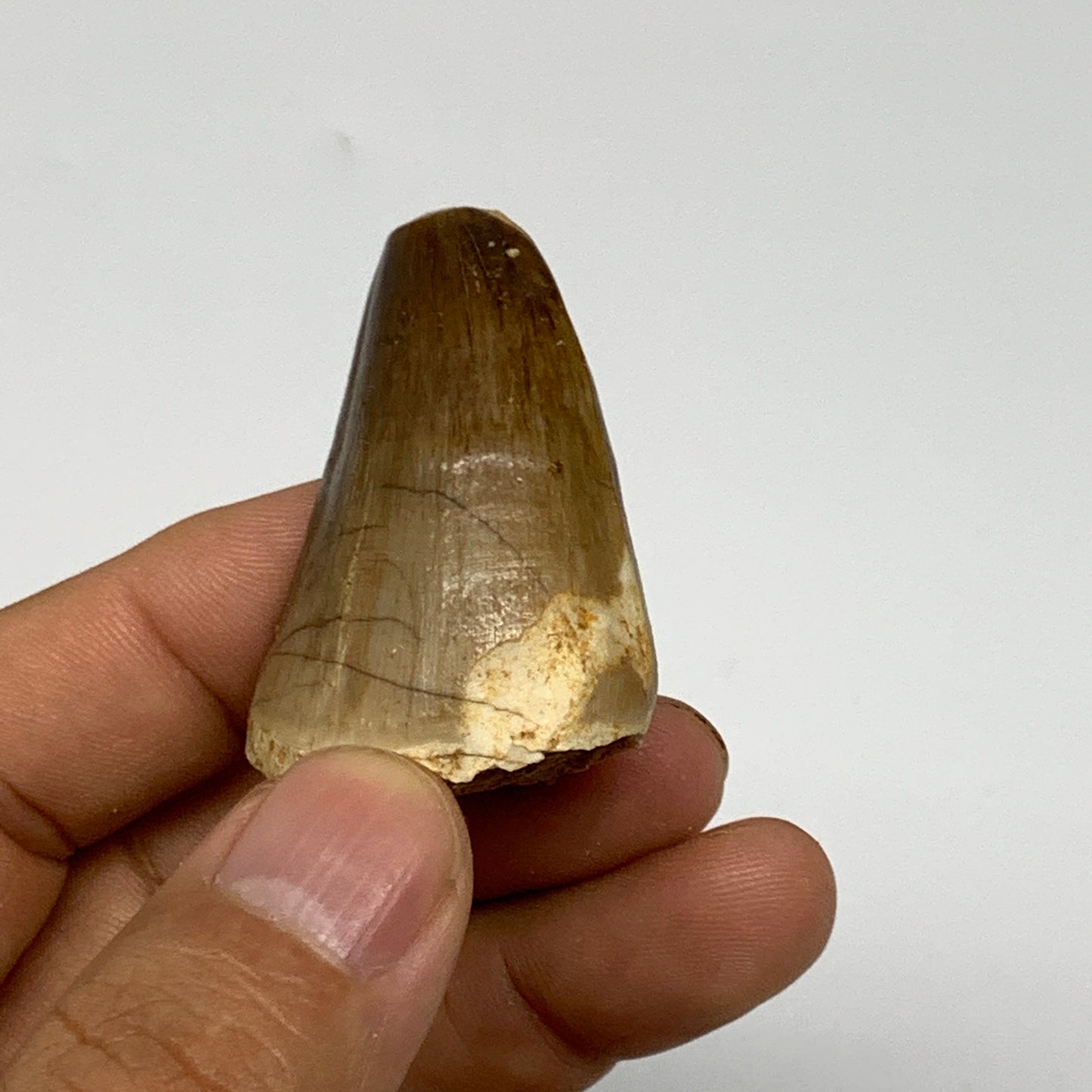 26.5g,1.7"X1.2"x0.9" Fossil Mosasaur Tooth reptiles, Cretaceous @Morocco, B23856