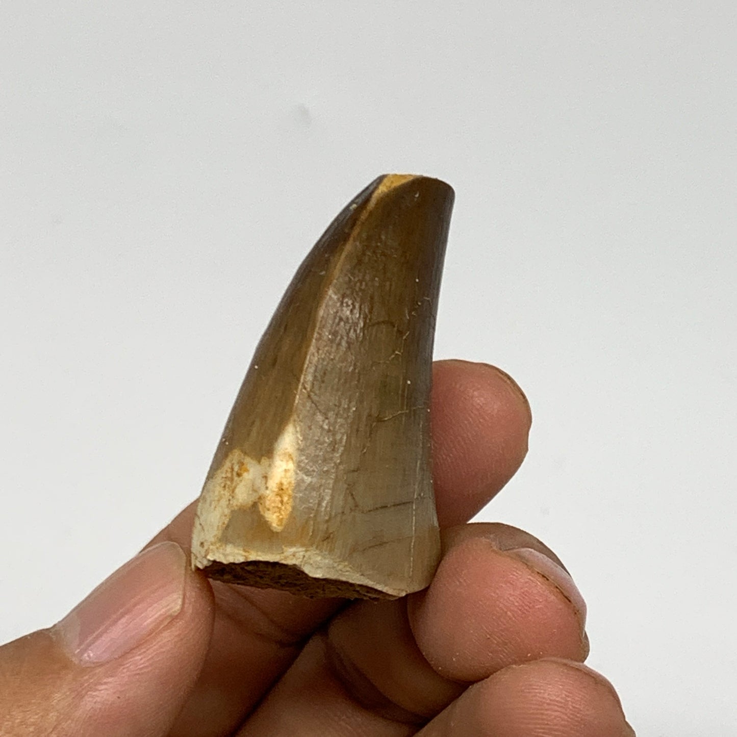 26.5g,1.7"X1.2"x0.9" Fossil Mosasaur Tooth reptiles, Cretaceous @Morocco, B23856