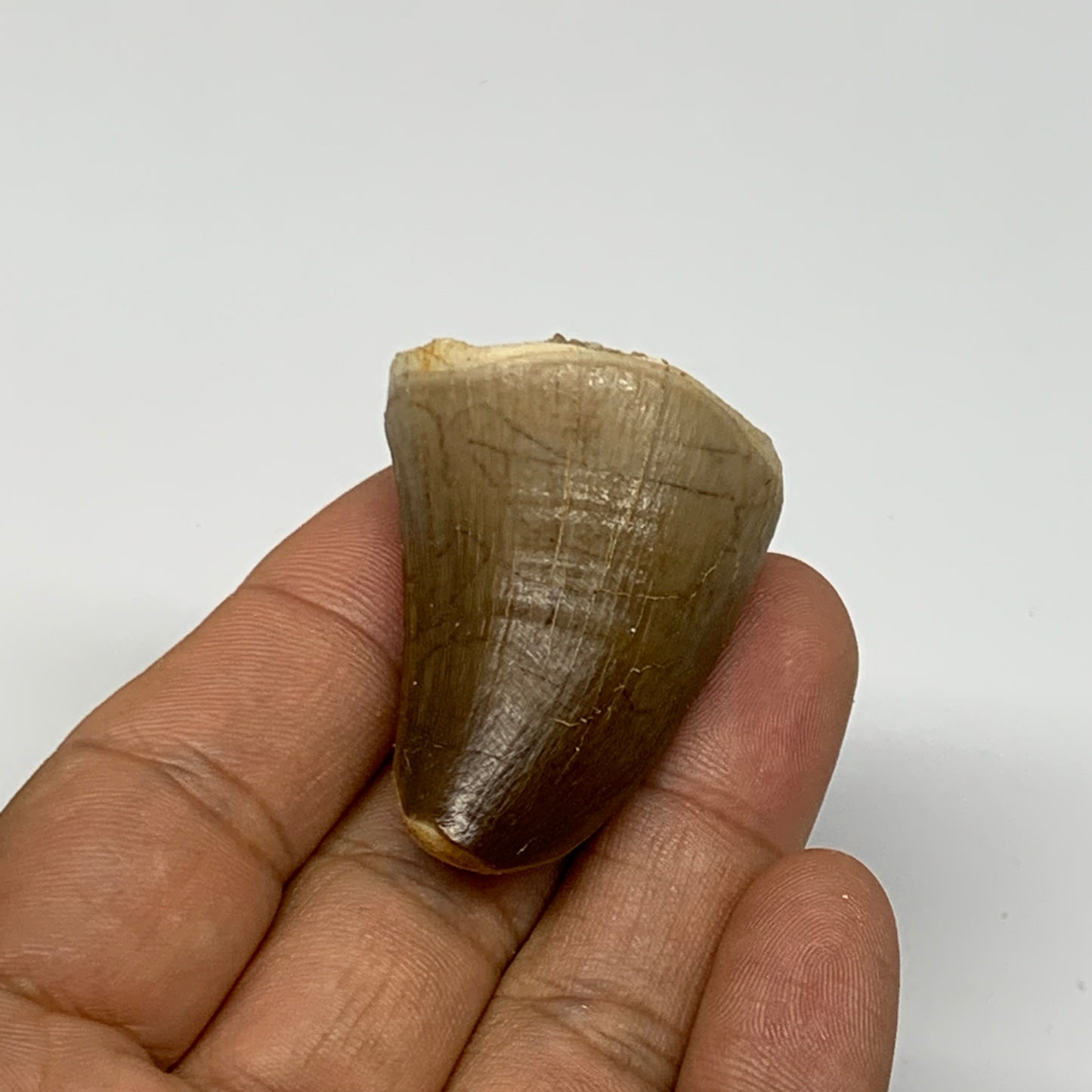 26.5g,1.7"X1.2"x0.9" Fossil Mosasaur Tooth reptiles, Cretaceous @Morocco, B23856