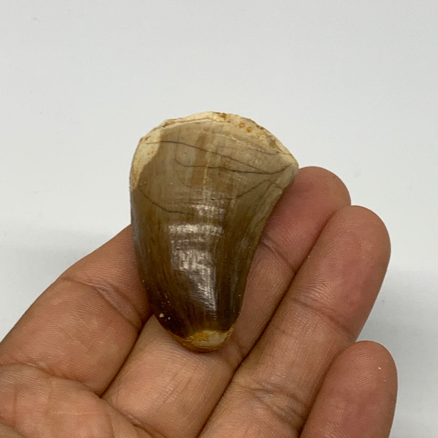 26.5g,1.7"X1.2"x0.9" Fossil Mosasaur Tooth reptiles, Cretaceous @Morocco, B23856