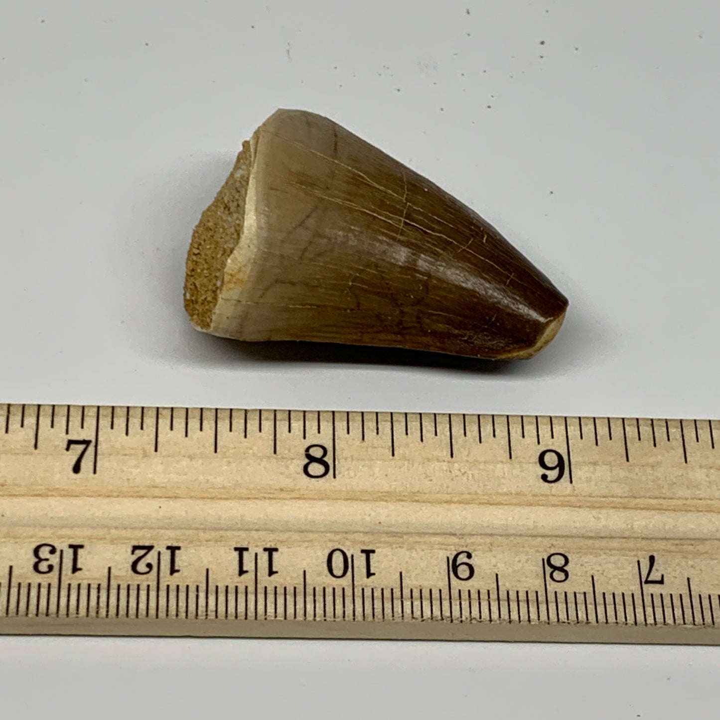 26.5g,1.7"X1.2"x0.9" Fossil Mosasaur Tooth reptiles, Cretaceous @Morocco, B23856