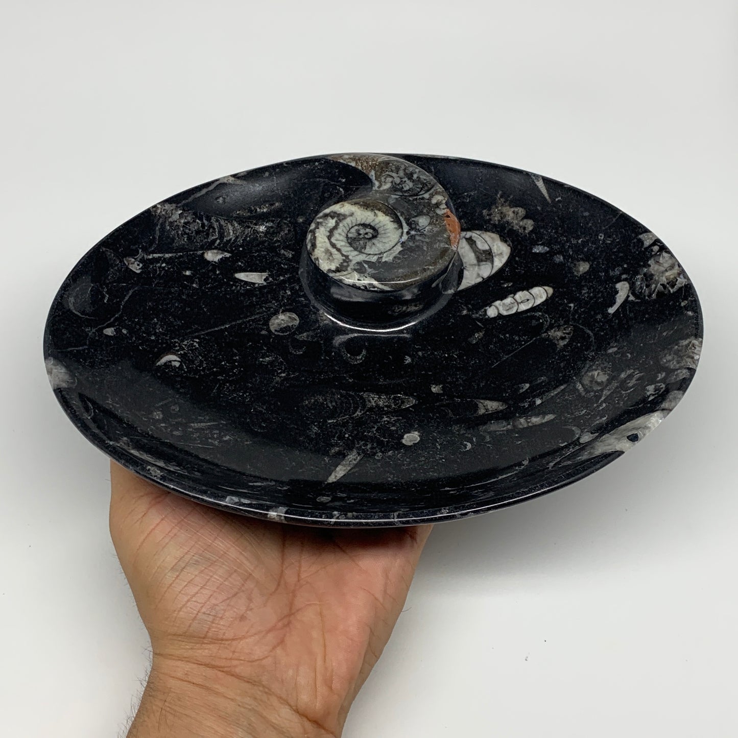 734g, 8.75"x6.5" Black Fossils Ammonite Orthoceras Bowl Oval Ring @Morocco,B8453