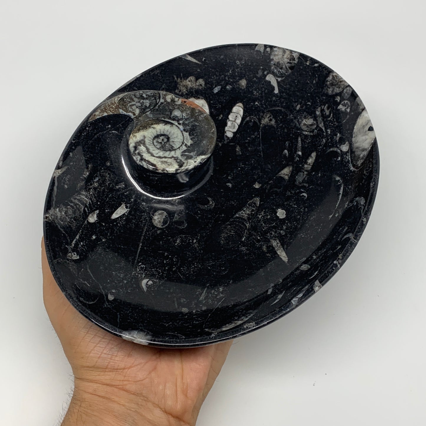 734g, 8.75"x6.5" Black Fossils Ammonite Orthoceras Bowl Oval Ring @Morocco,B8453