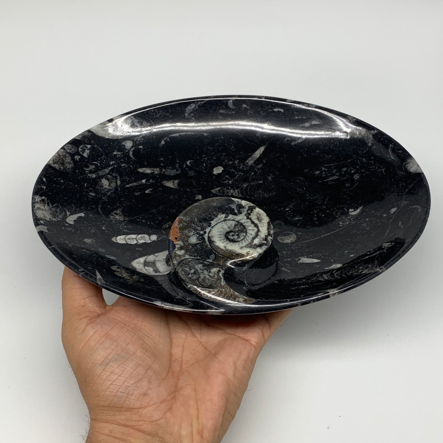 734g, 8.75"x6.5" Black Fossils Ammonite Orthoceras Bowl Oval Ring @Morocco,B8453