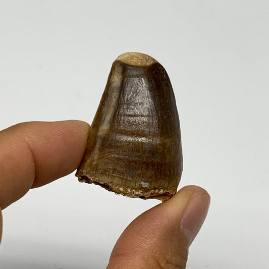 22.6g,1.5"X1"x0.9" Fossil Mosasaur Tooth reptiles, Cretaceous @Morocco, B23860