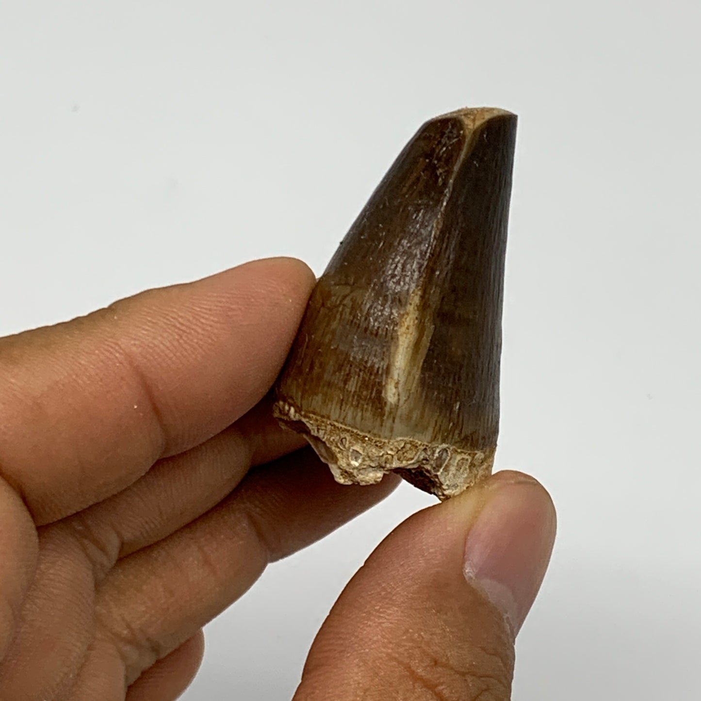 22.6g,1.5"X1"x0.9" Fossil Mosasaur Tooth reptiles, Cretaceous @Morocco, B23860